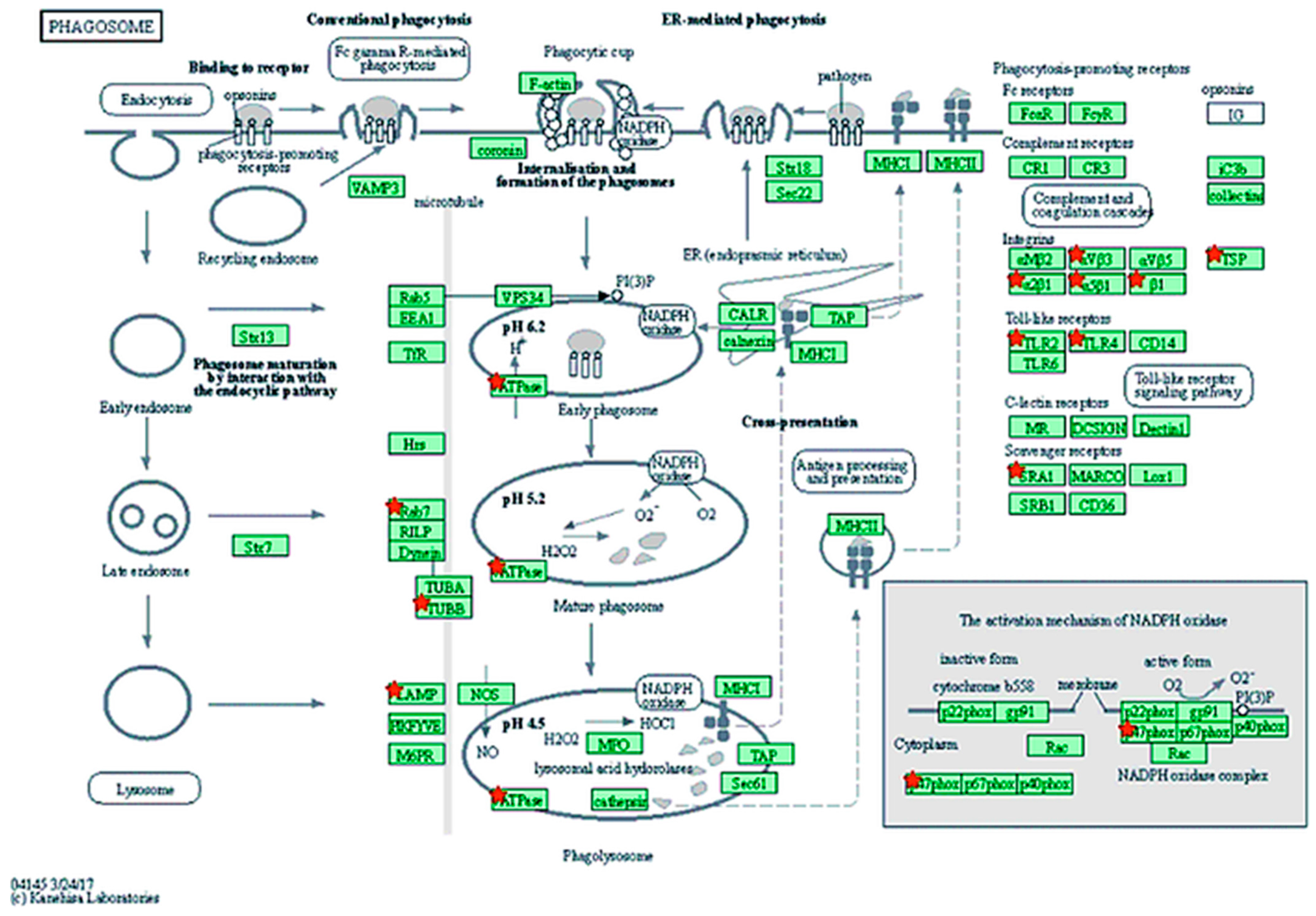 Viruses 13 02054 g005
