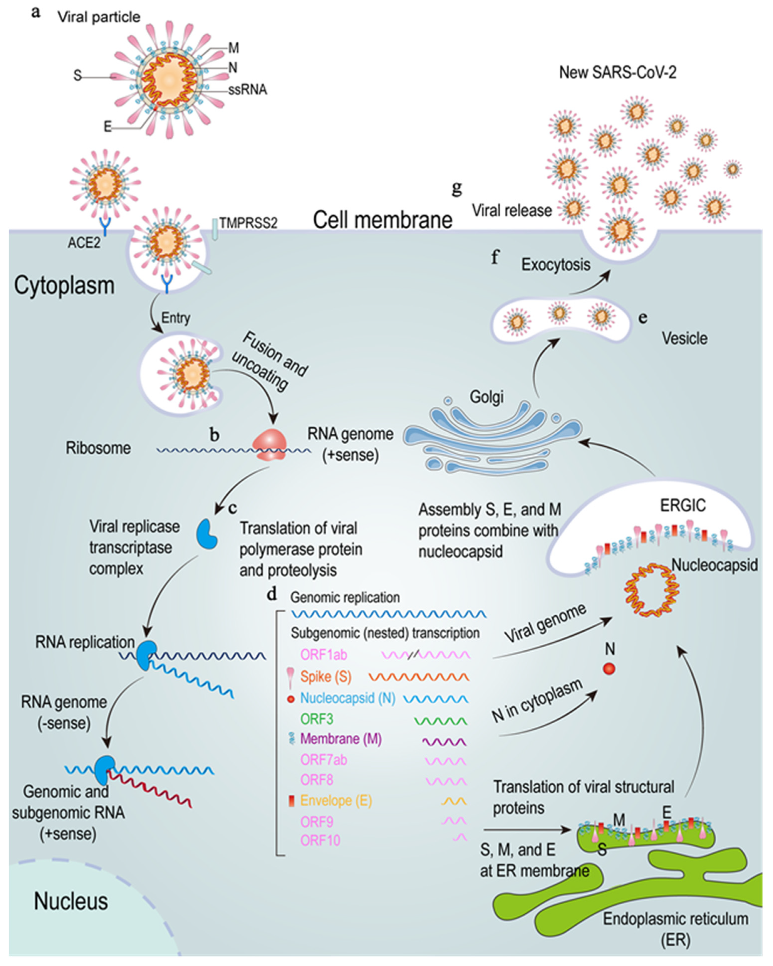Viruses 13 02060 g001
