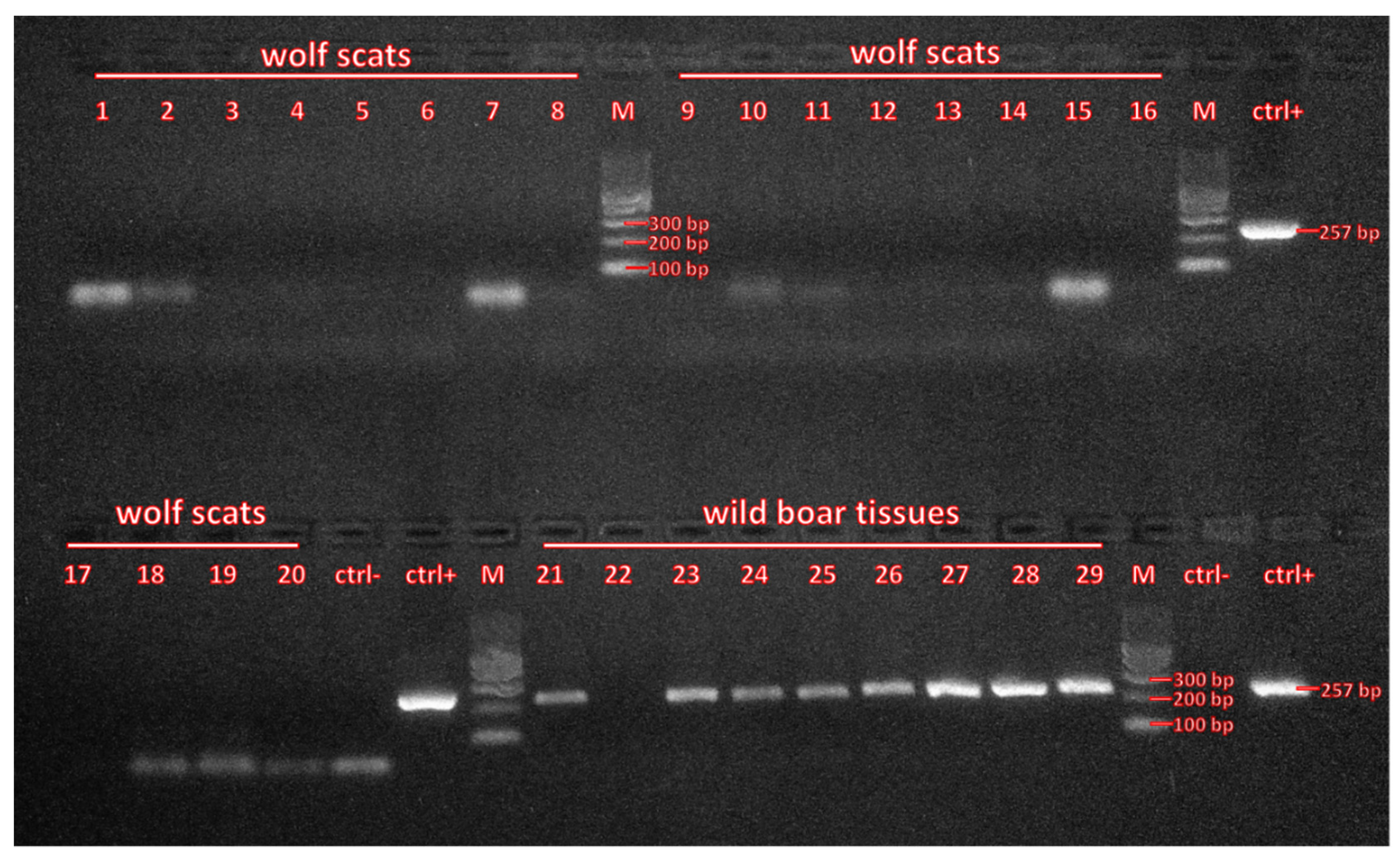 Viruses 13 02062 g002