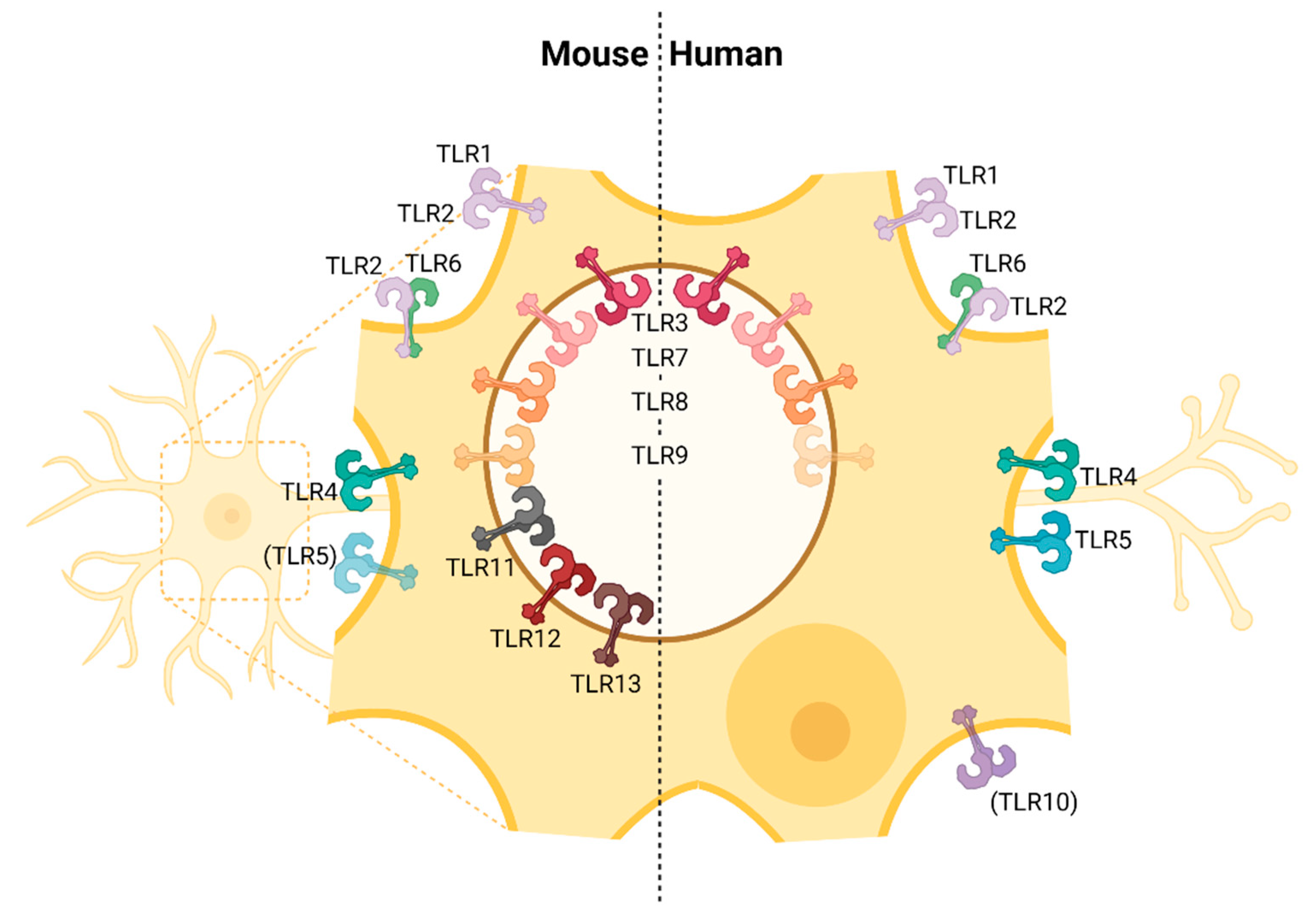 Viruses 13 02065 g001