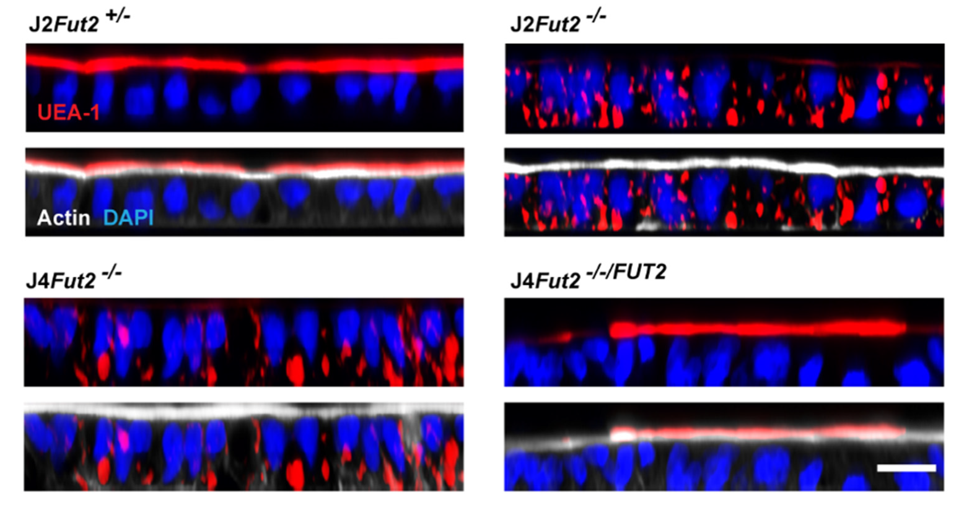 Viruses 13 02066 g004