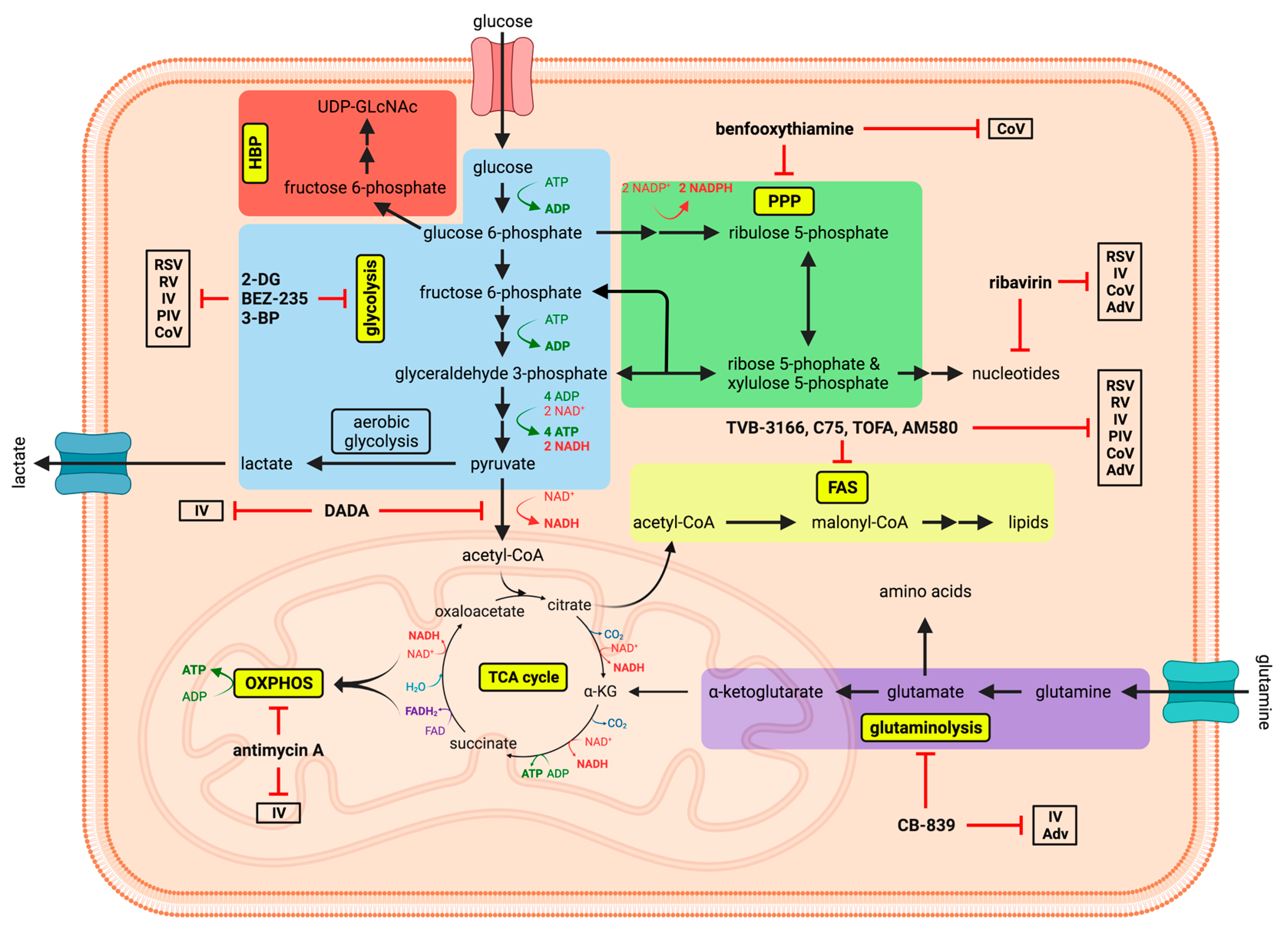 Viruses 13 02068 g001