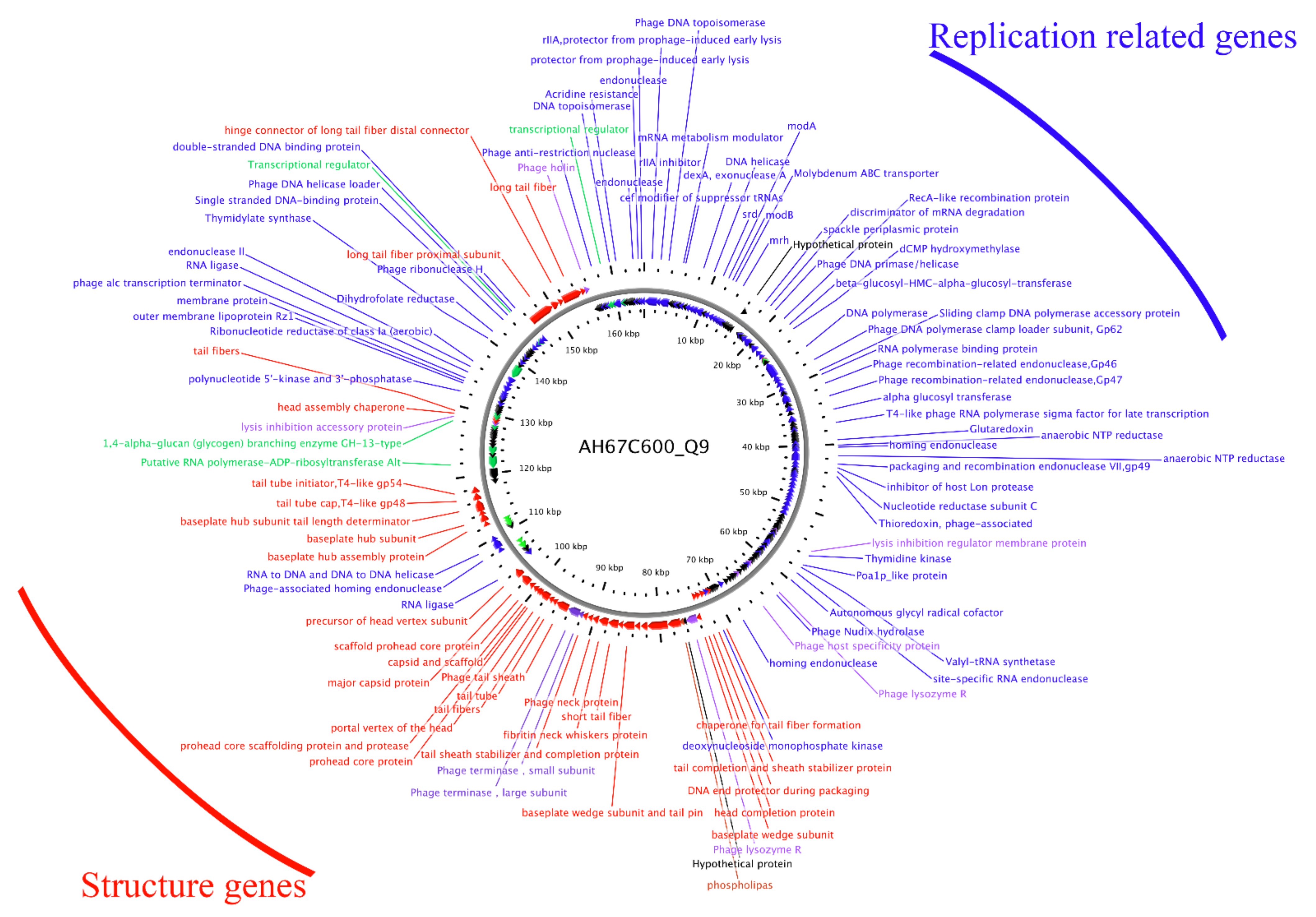 Viruses 13 02070 g004