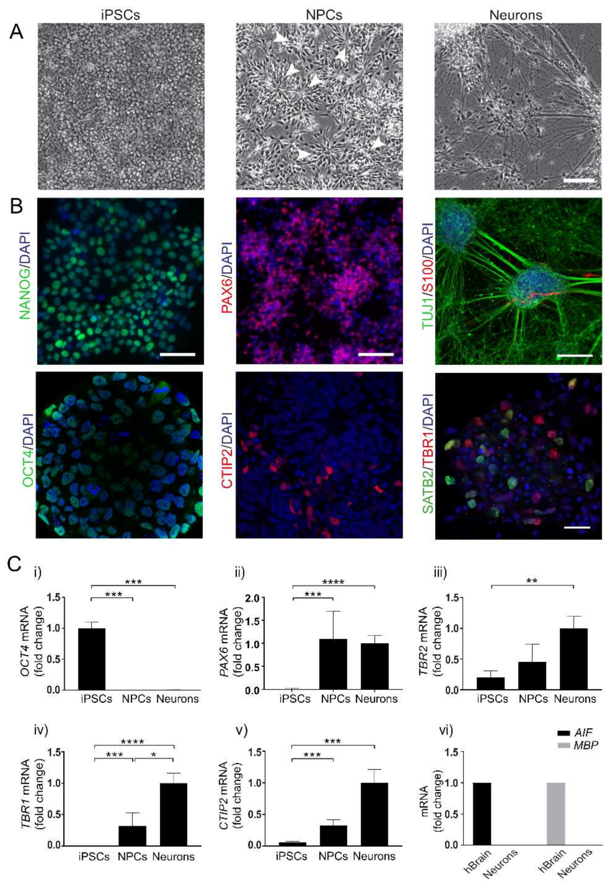 Viruses 13 02072 g001