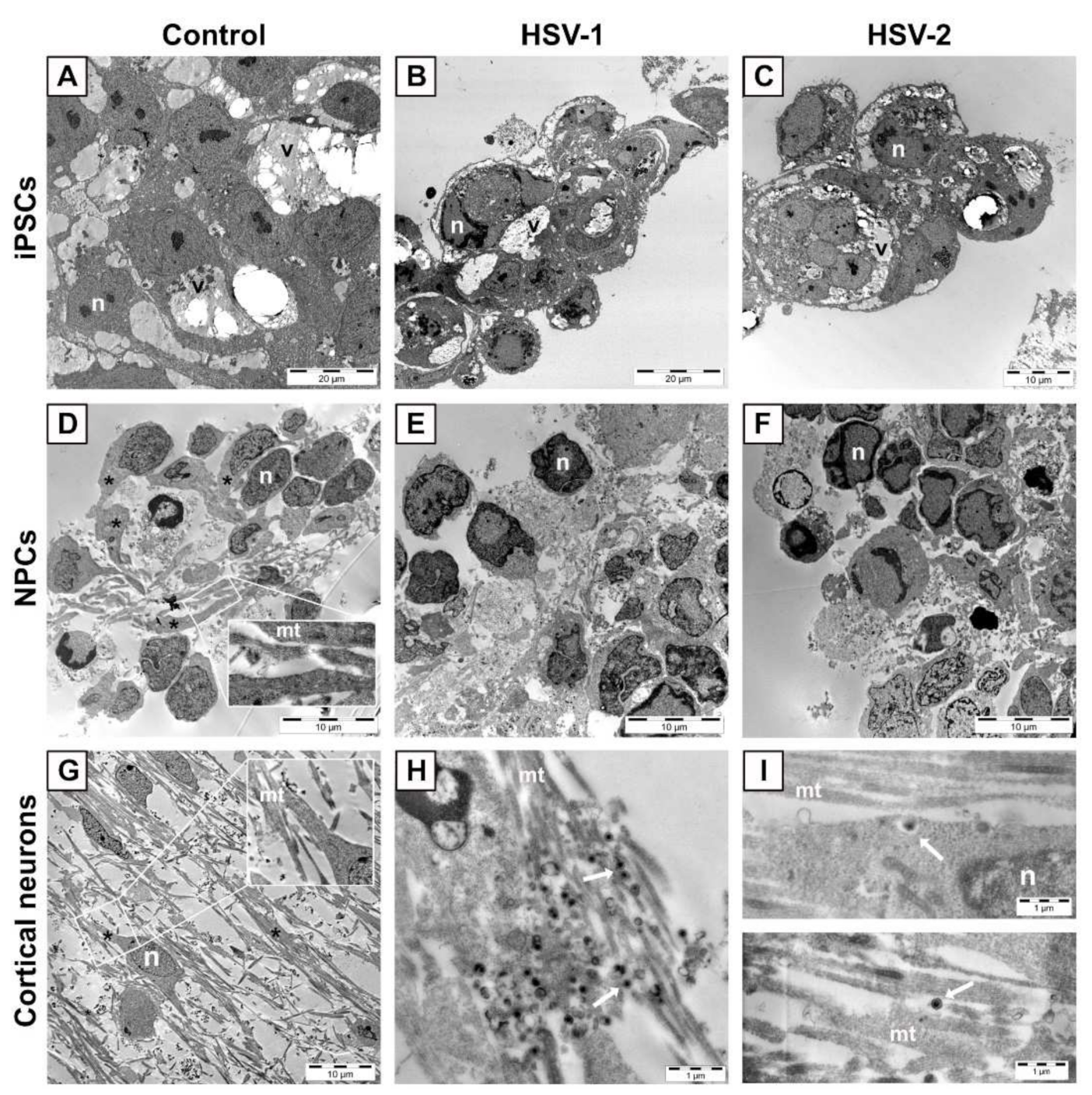 Viruses 13 02072 g002