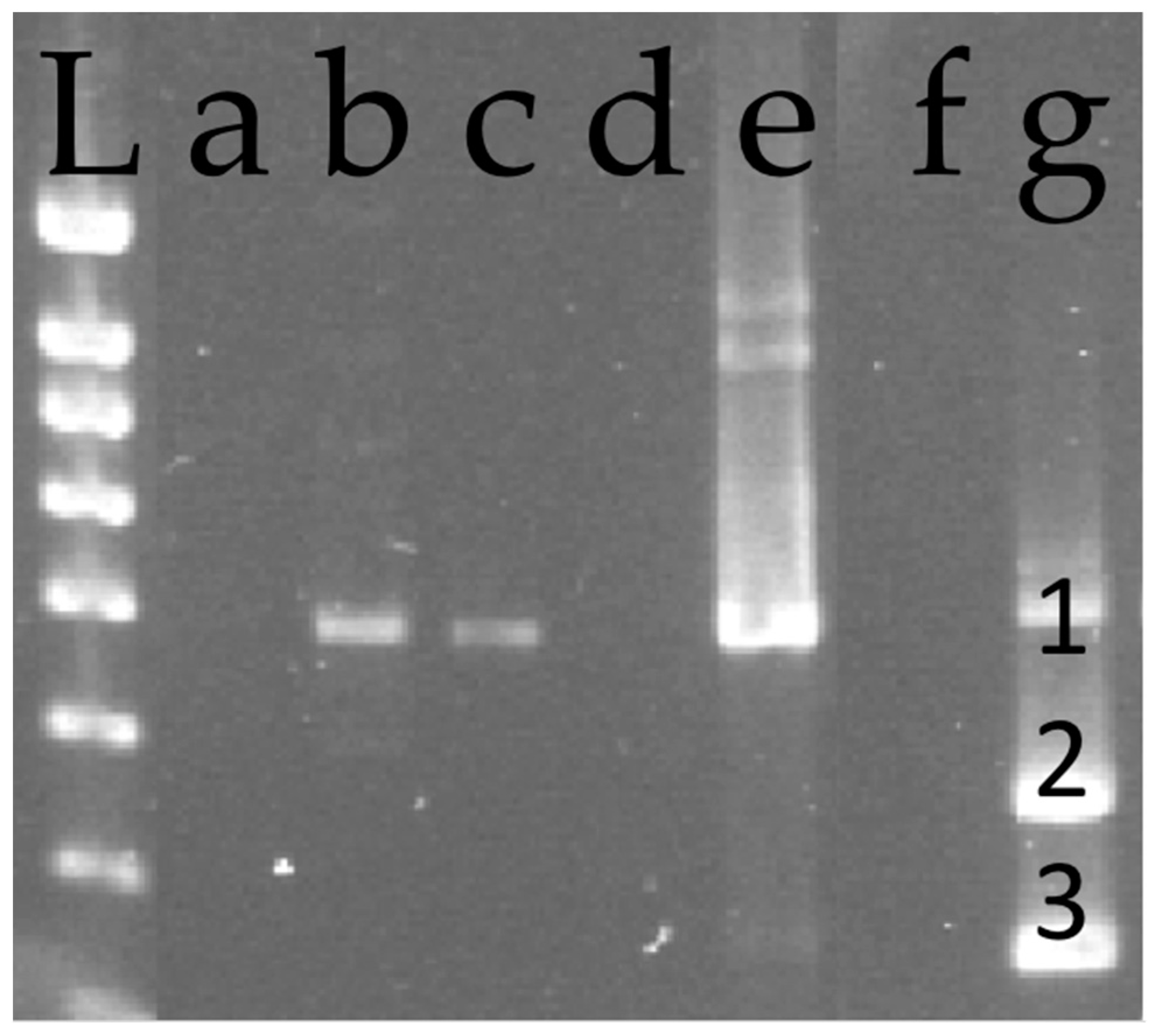 Viruses 13 02081 g002 Viruses 13 02081 g002