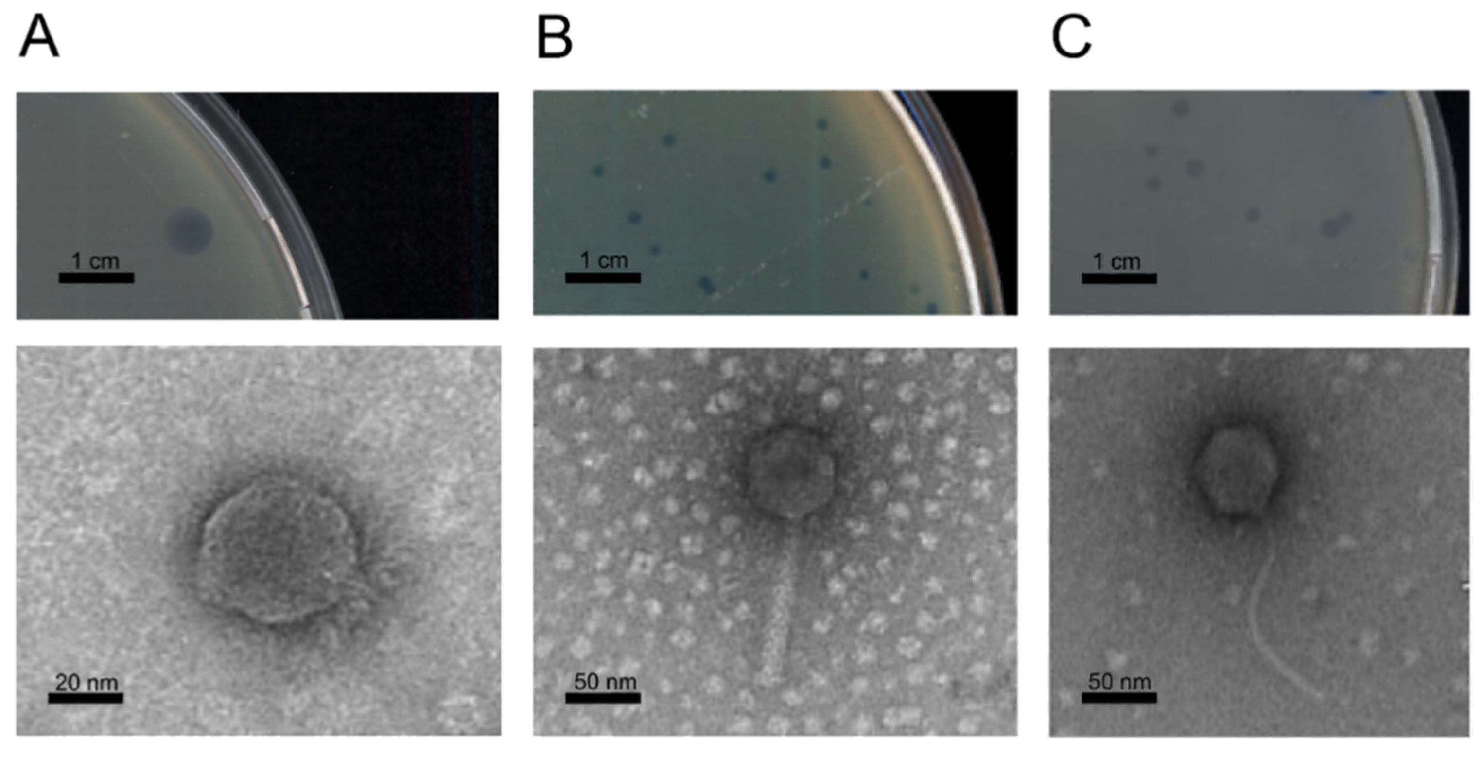 Viruses 13 02083 g001