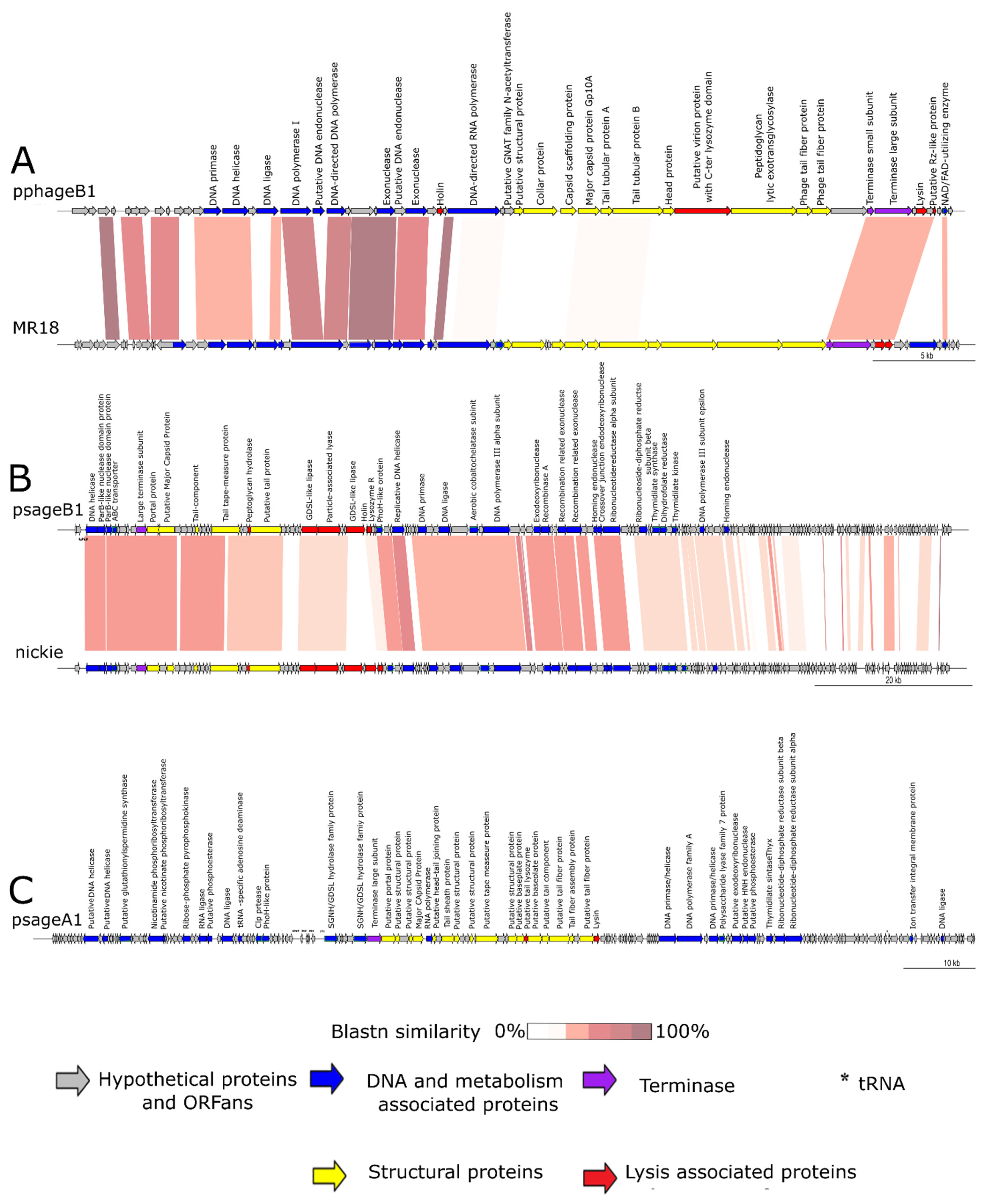 Viruses 13 02083 g002a