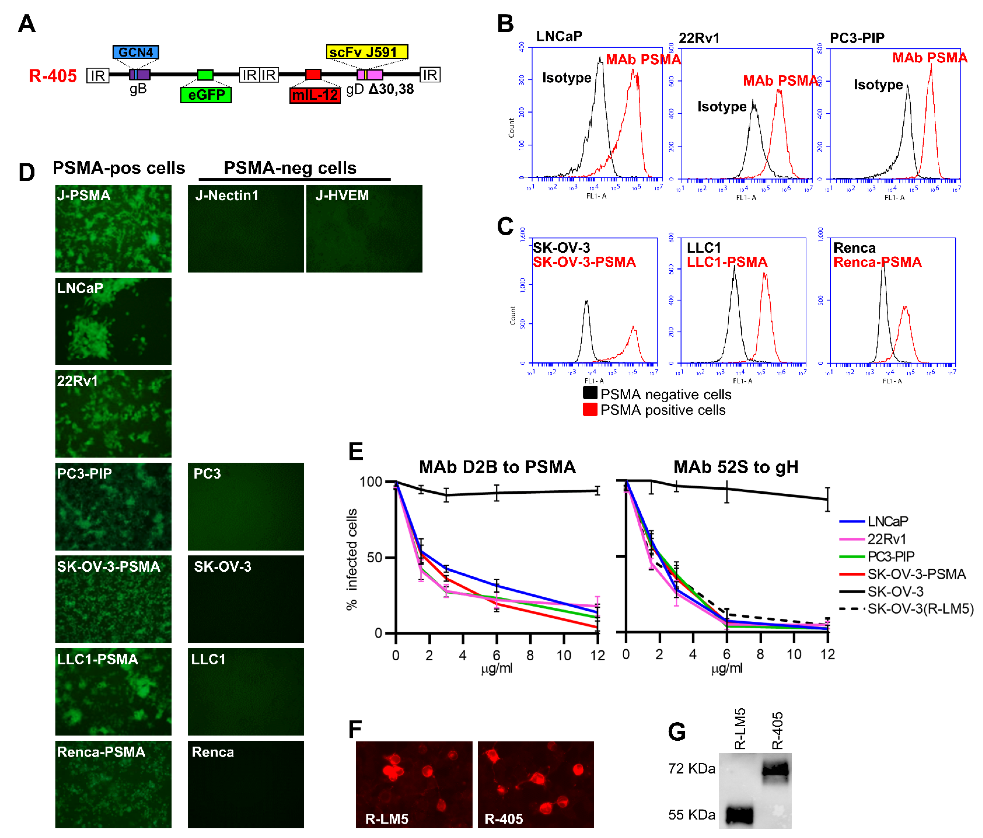 Viruses 13 02085 g001