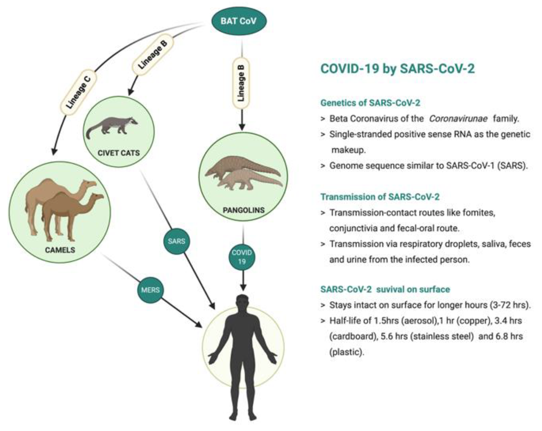 Viruses 13 02091 g001