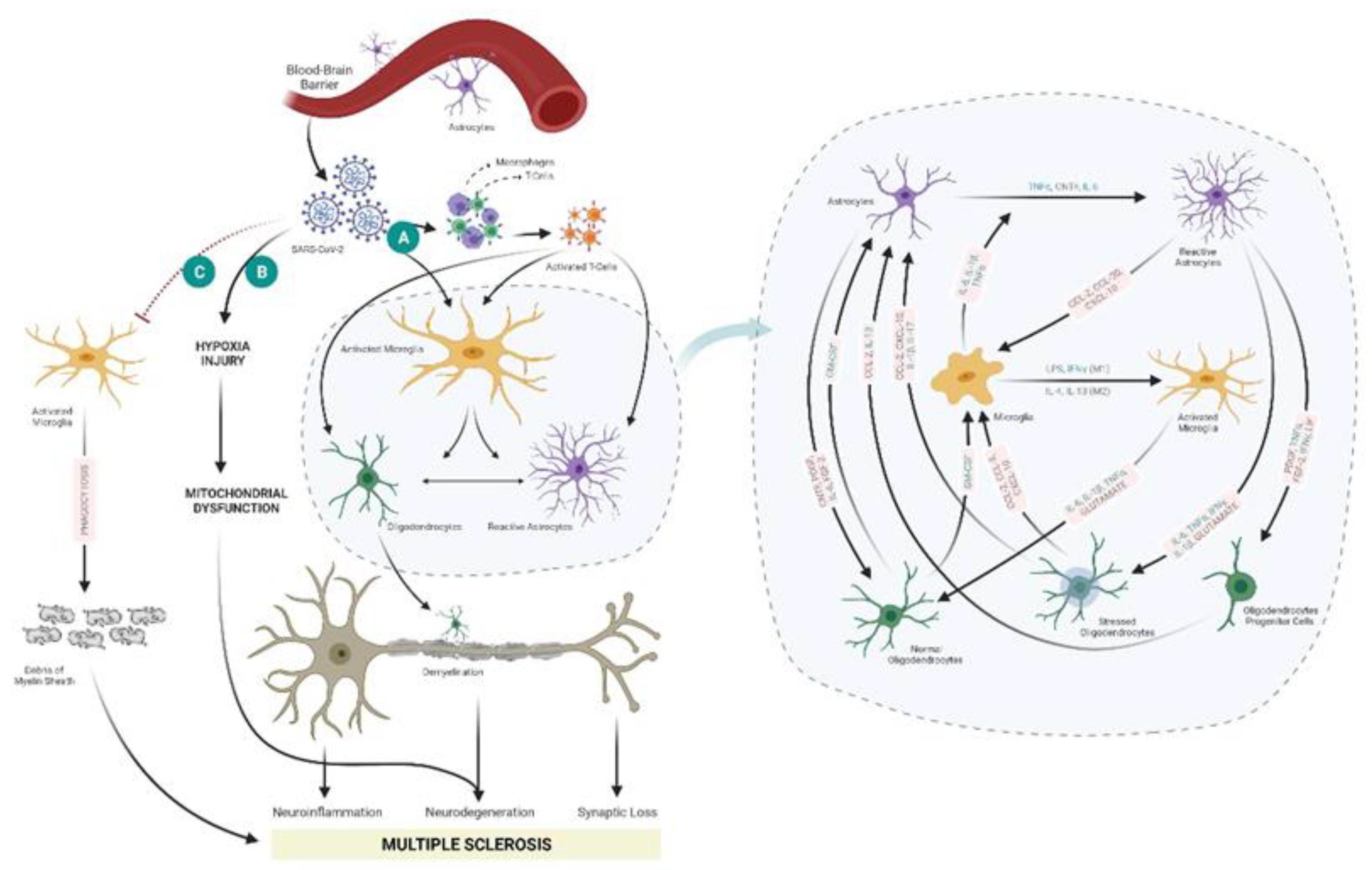 Viruses 13 02091 g003