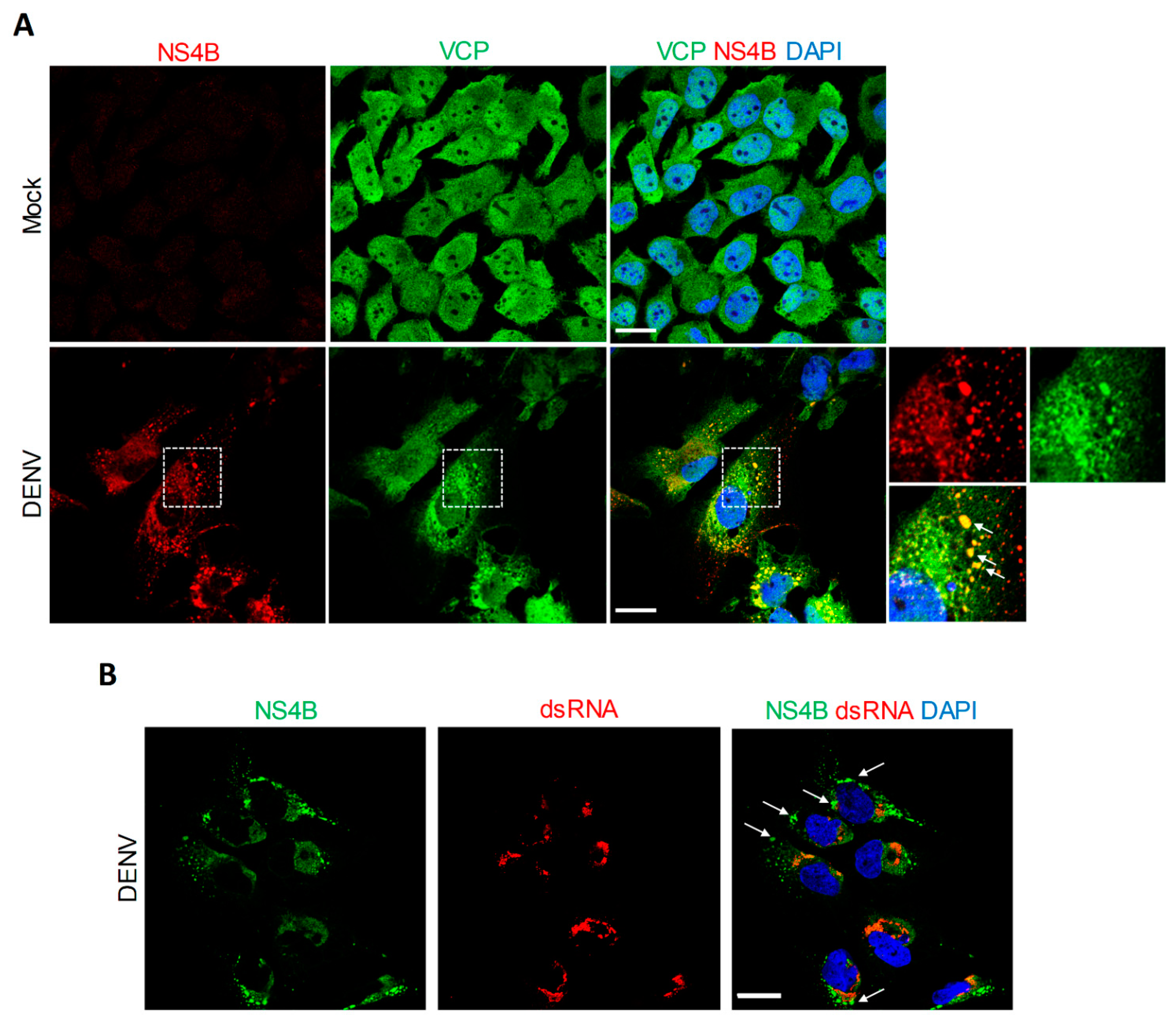 Viruses 13 02092 g002