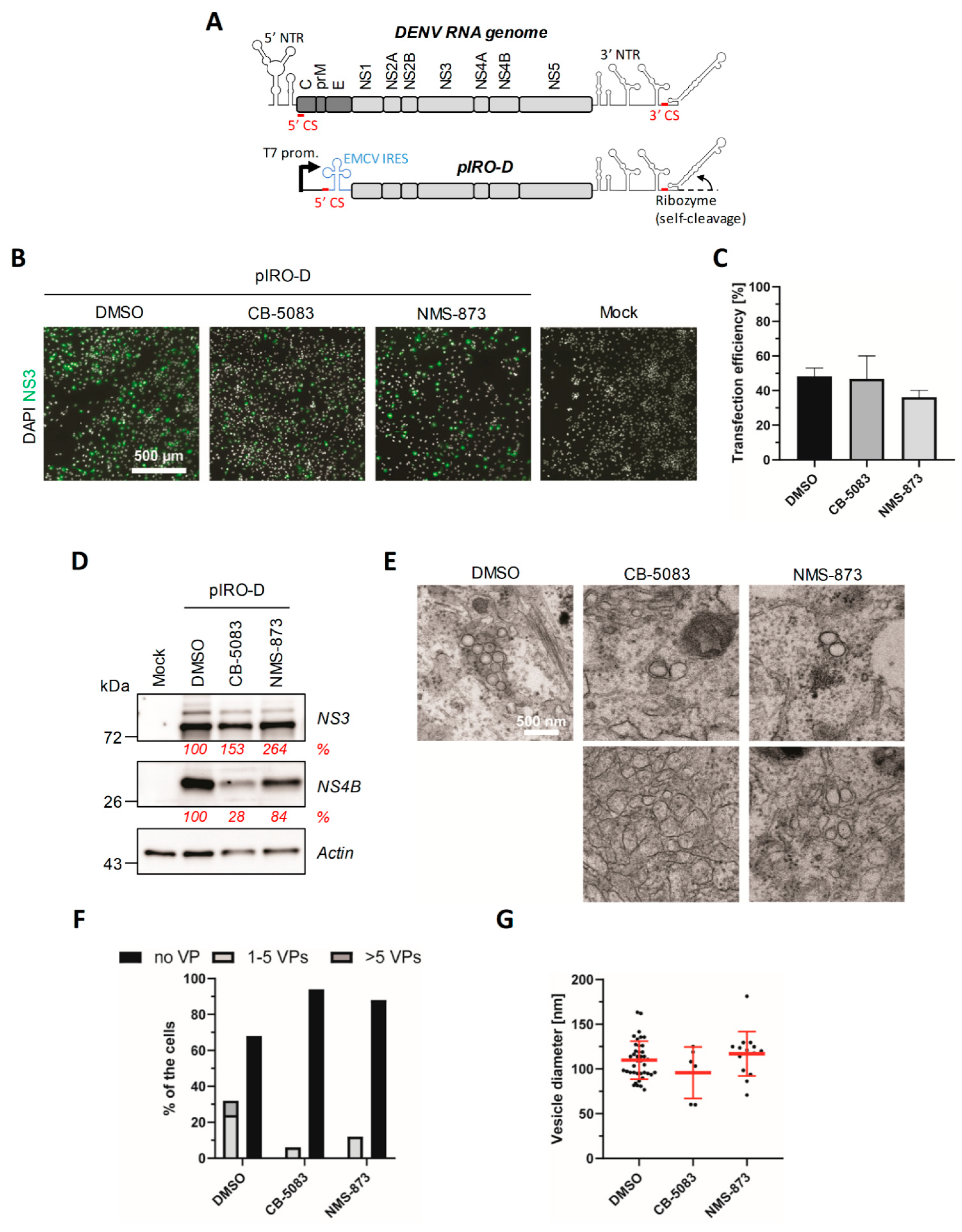 Viruses 13 02092 g005