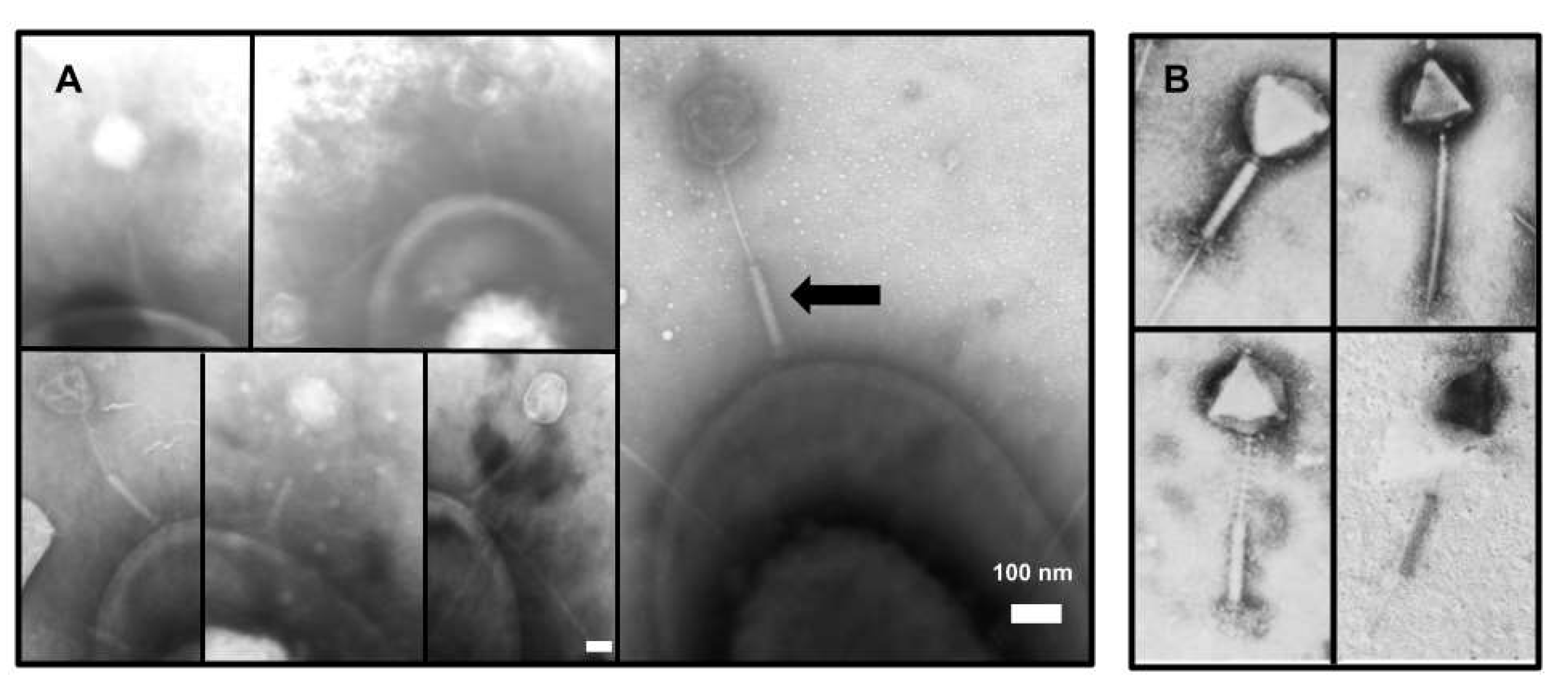 Viruses 13 02094 g001 Viruses 13 02094 g001