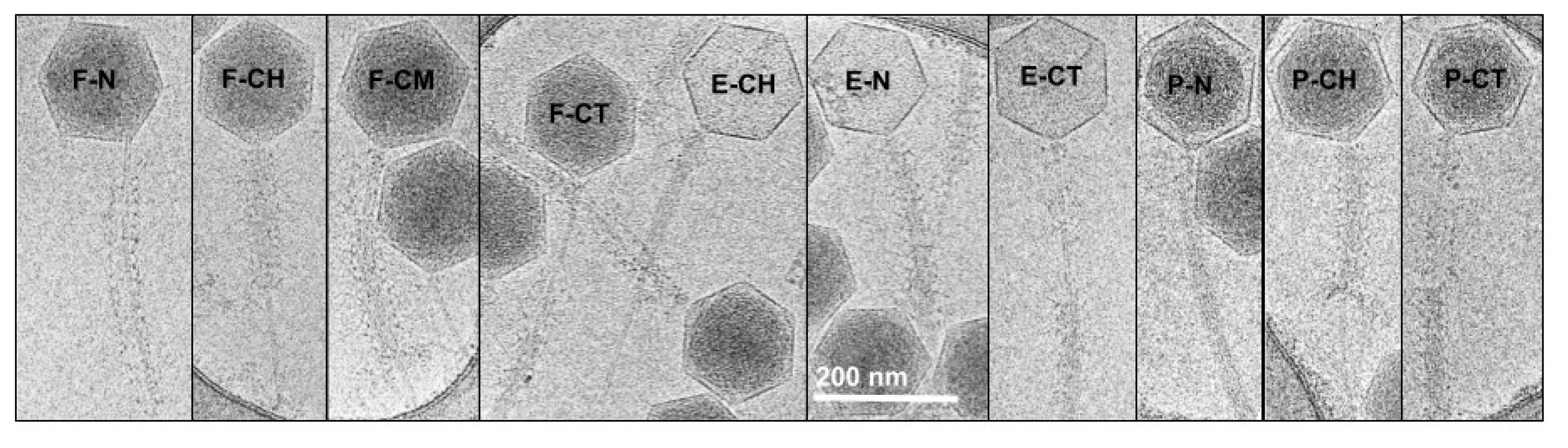 Viruses 13 02094 g002 Viruses 13 02094 g002