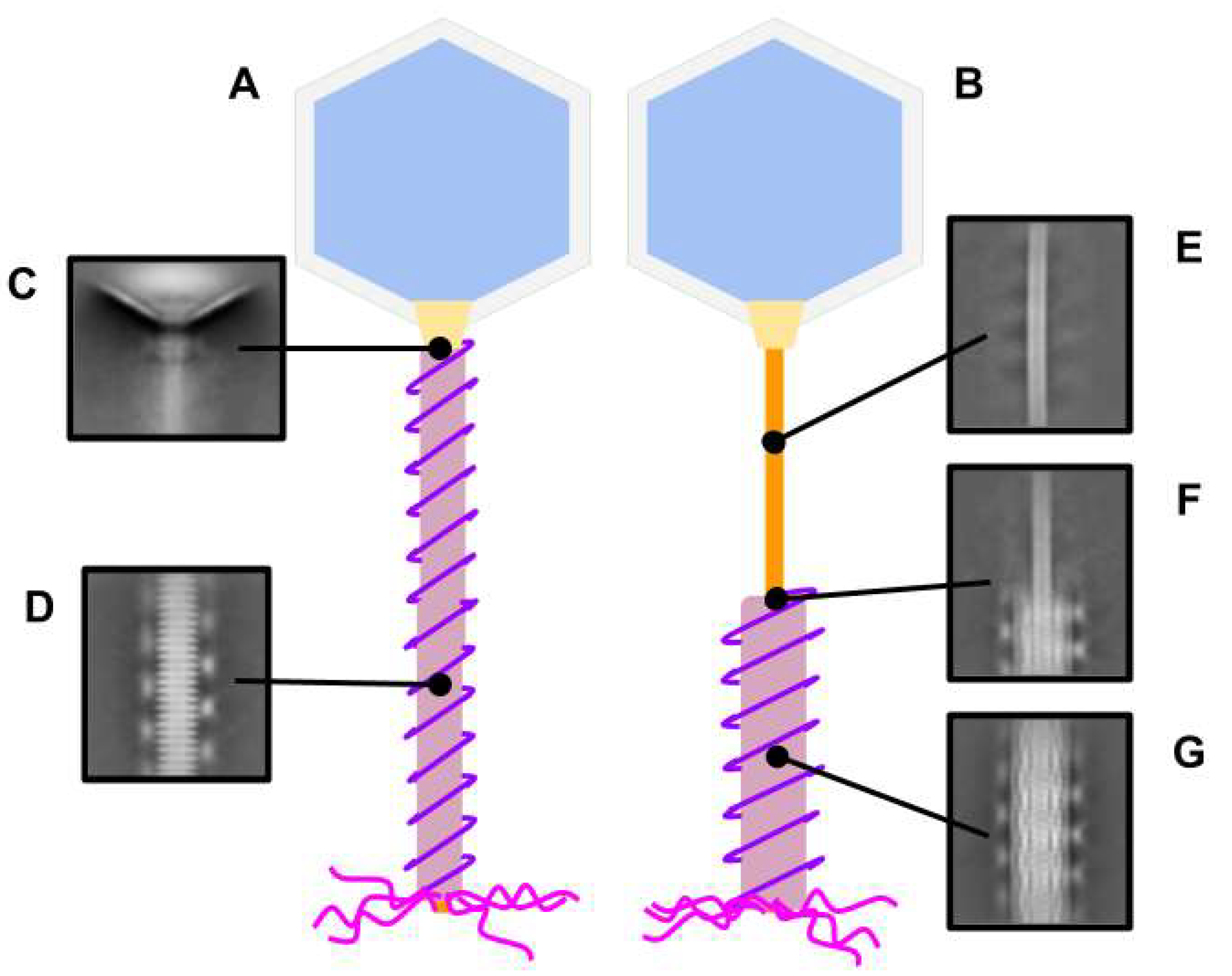 Viruses 13 02094 g003 Viruses 13 02094 g003