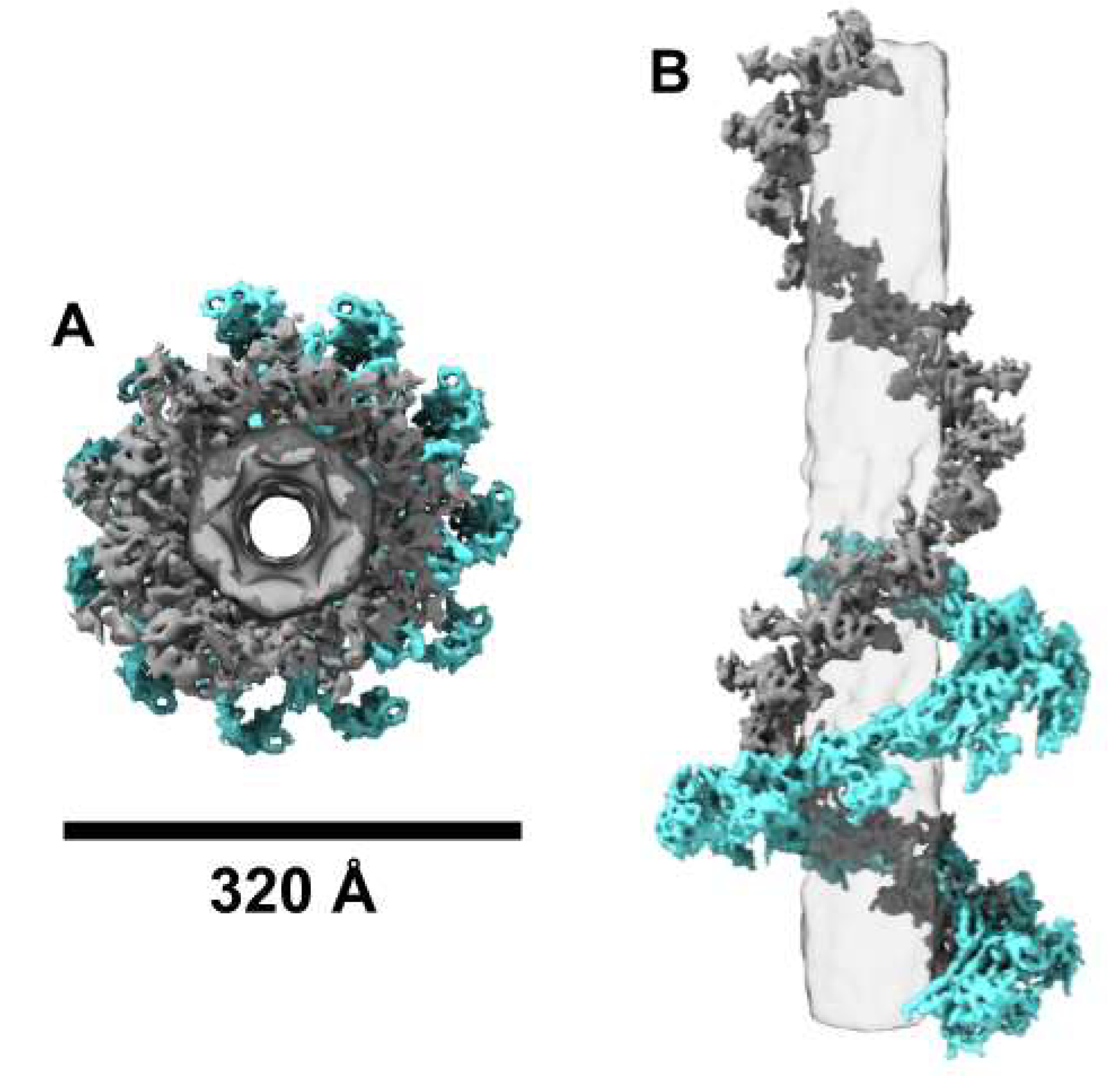 Viruses 13 02094 g005 Viruses 13 02094 g005
