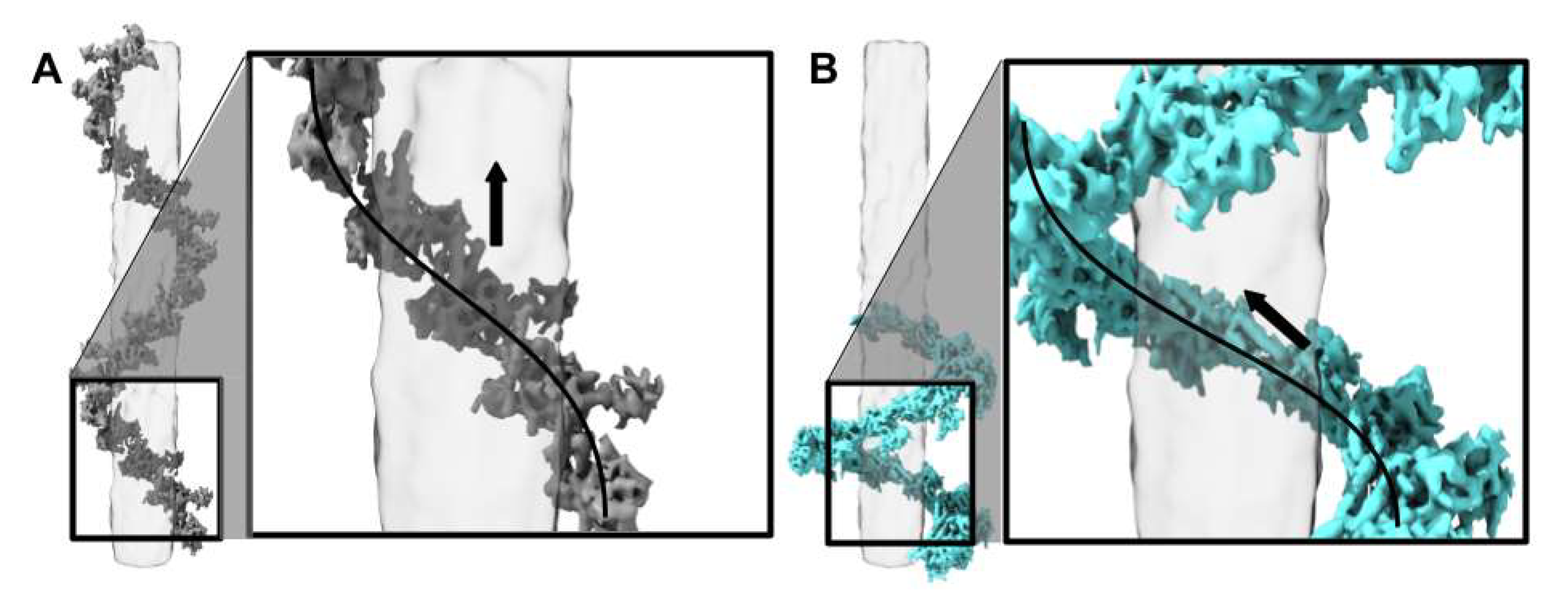 Viruses 13 02094 g006 Viruses 13 02094 g006