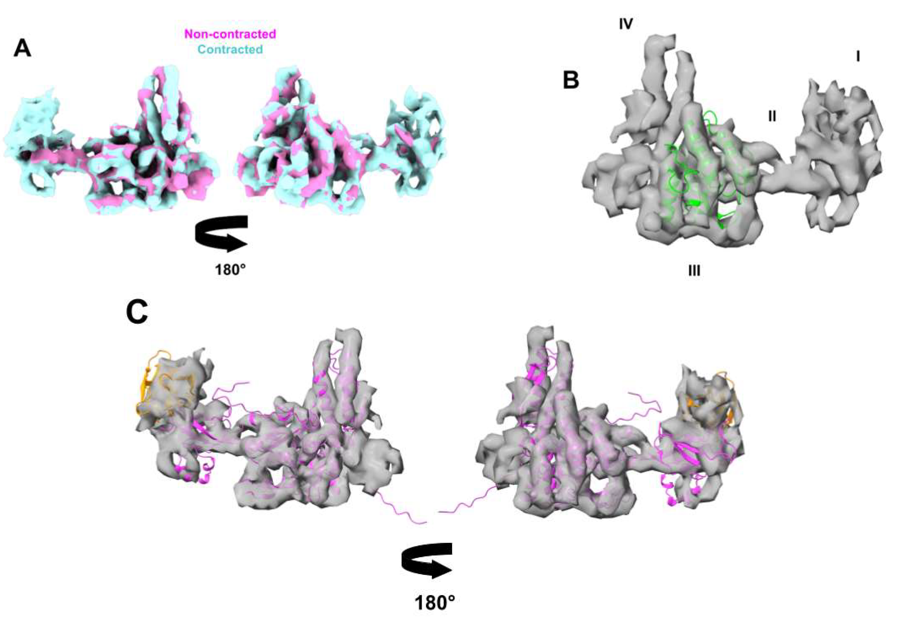 Viruses 13 02094 g007 Viruses 13 02094 g007