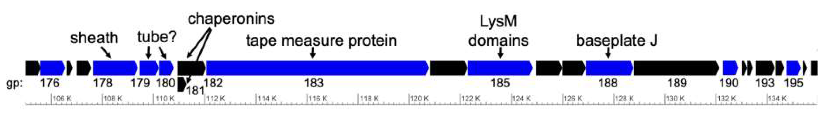 Viruses 13 02094 g010 Viruses 13 02094 g010