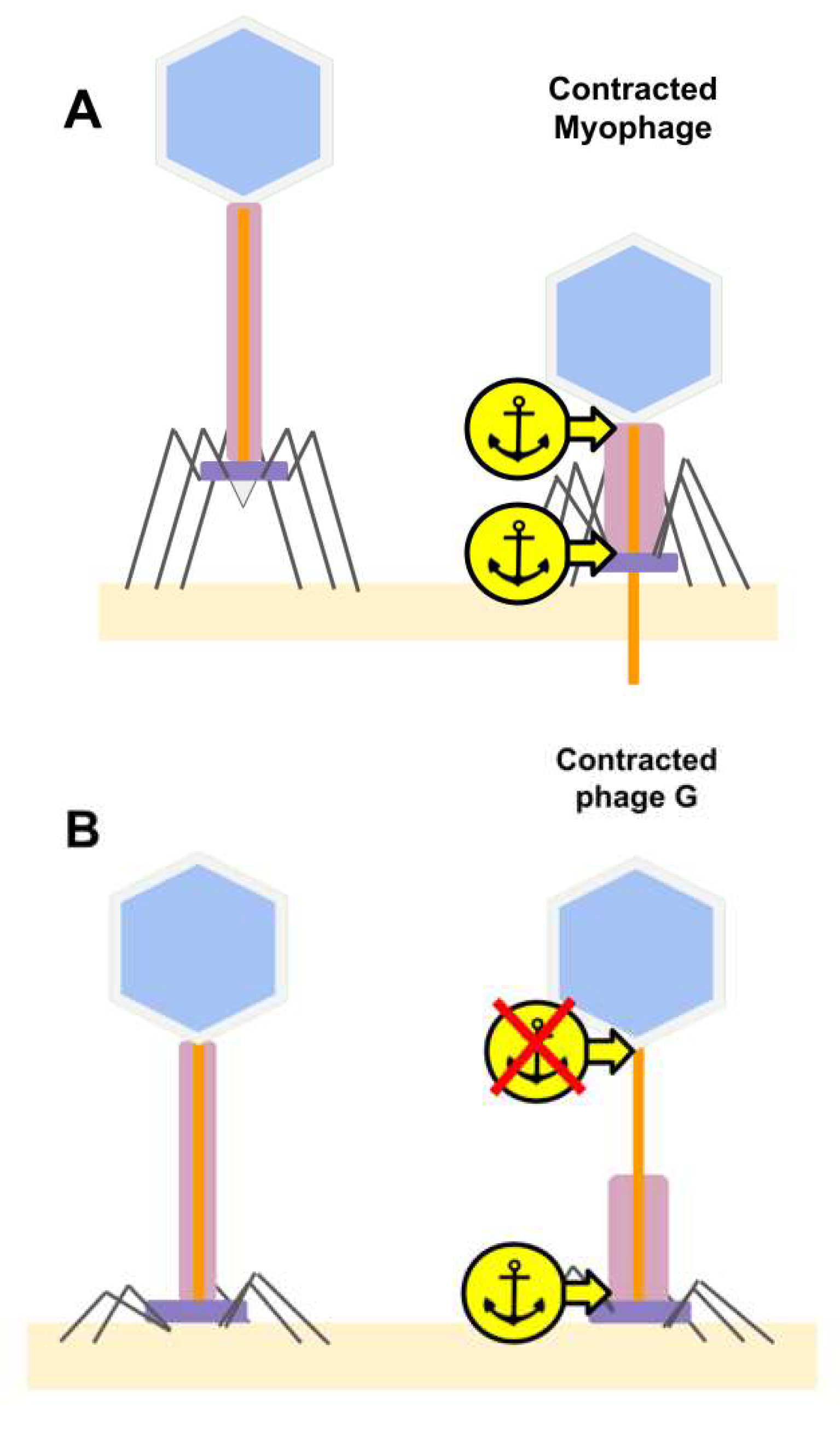 Viruses 13 02094 g011 Viruses 13 02094 g011
