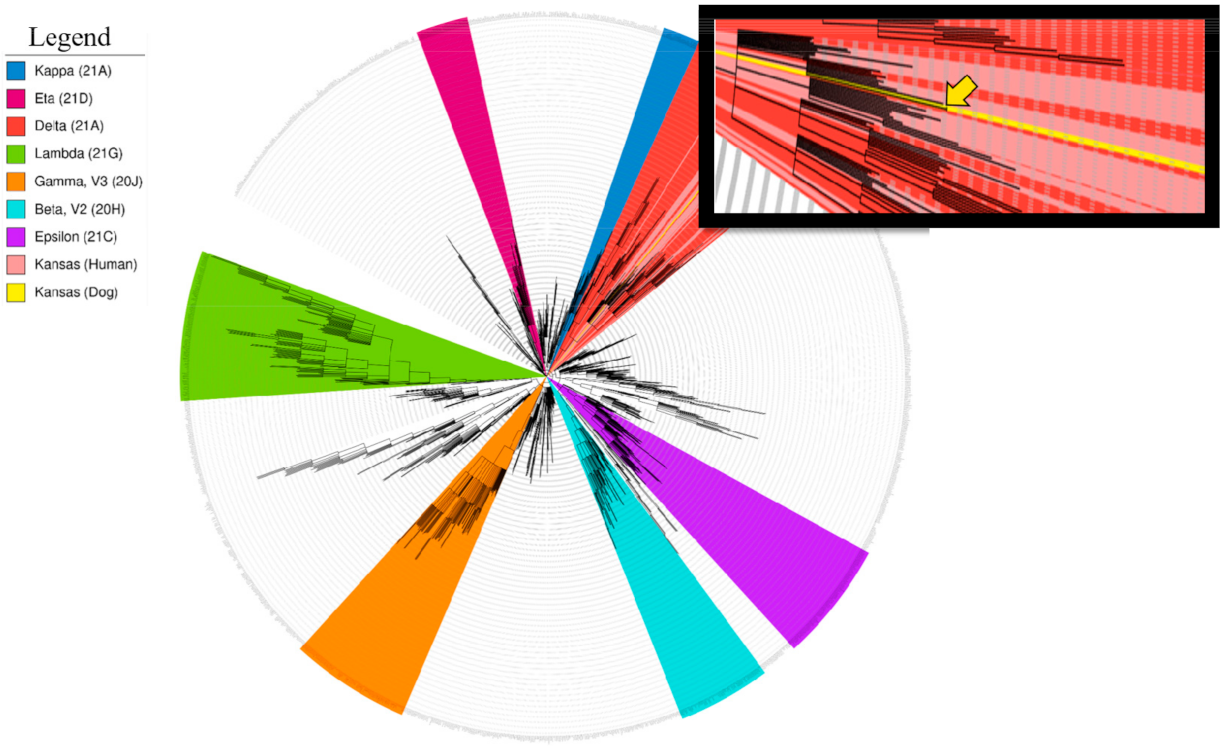 Viruses 13 02104 g002