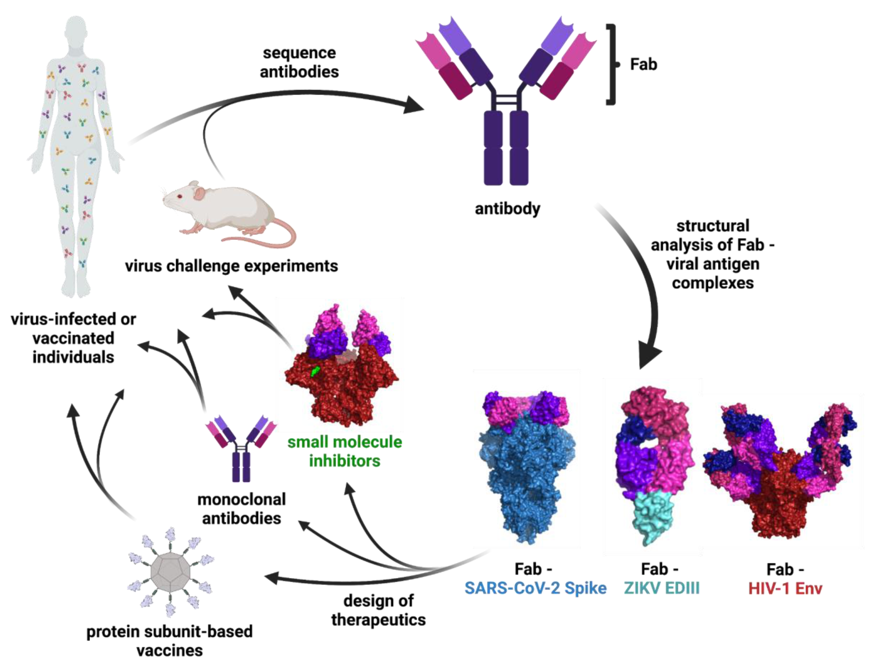 Viruses 13 02106 g001