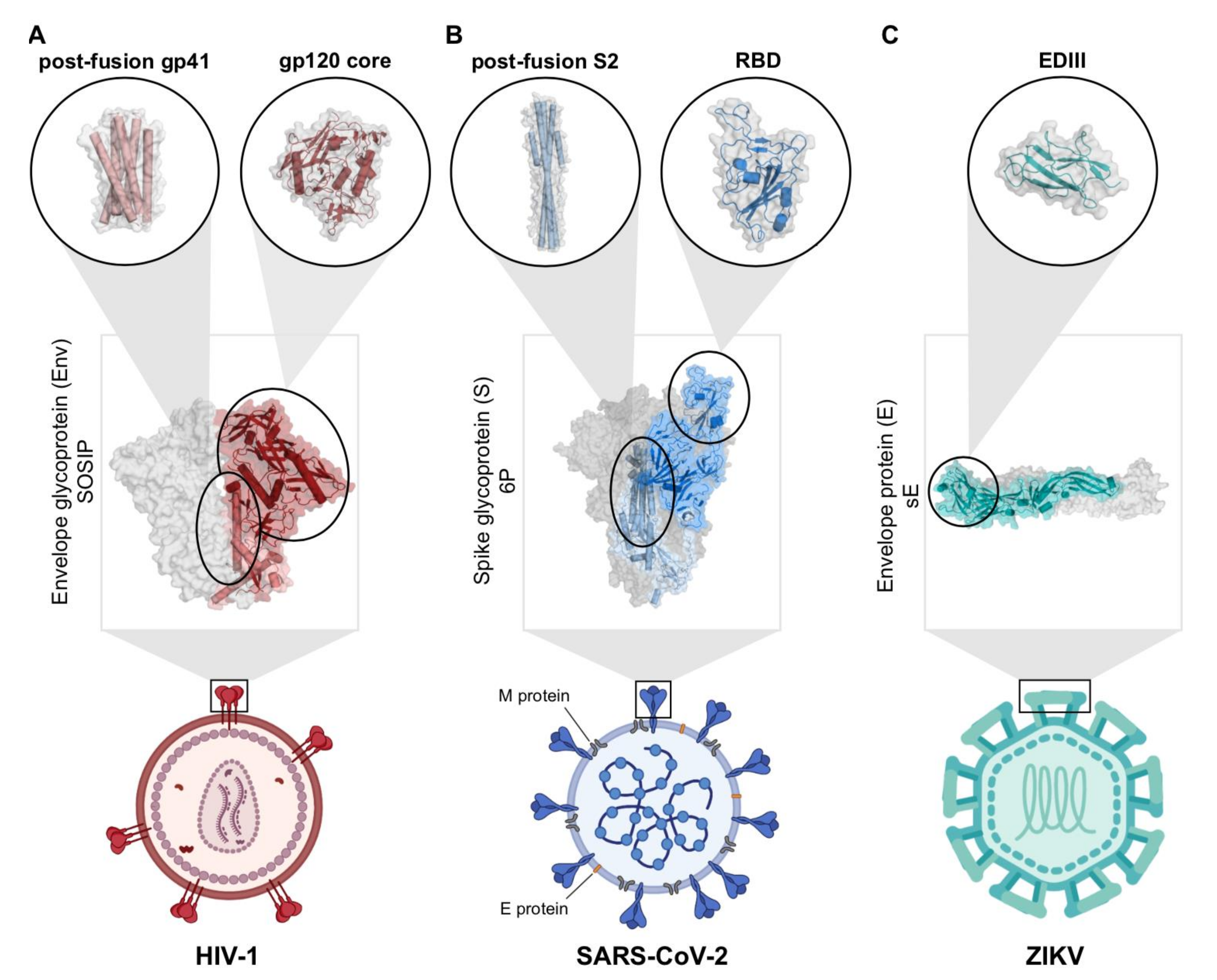 Viruses 13 02106 g002