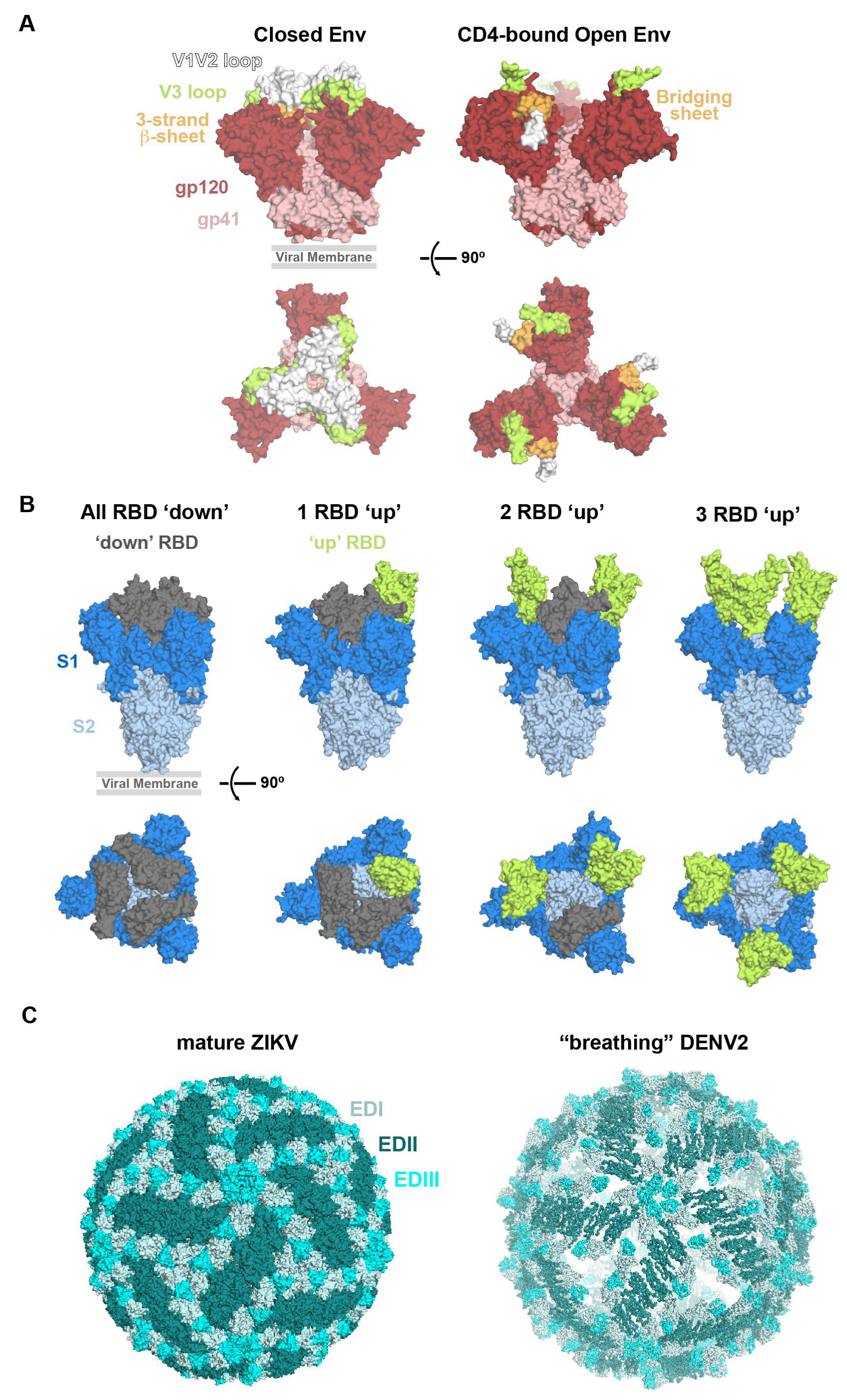 Viruses 13 02106 g003