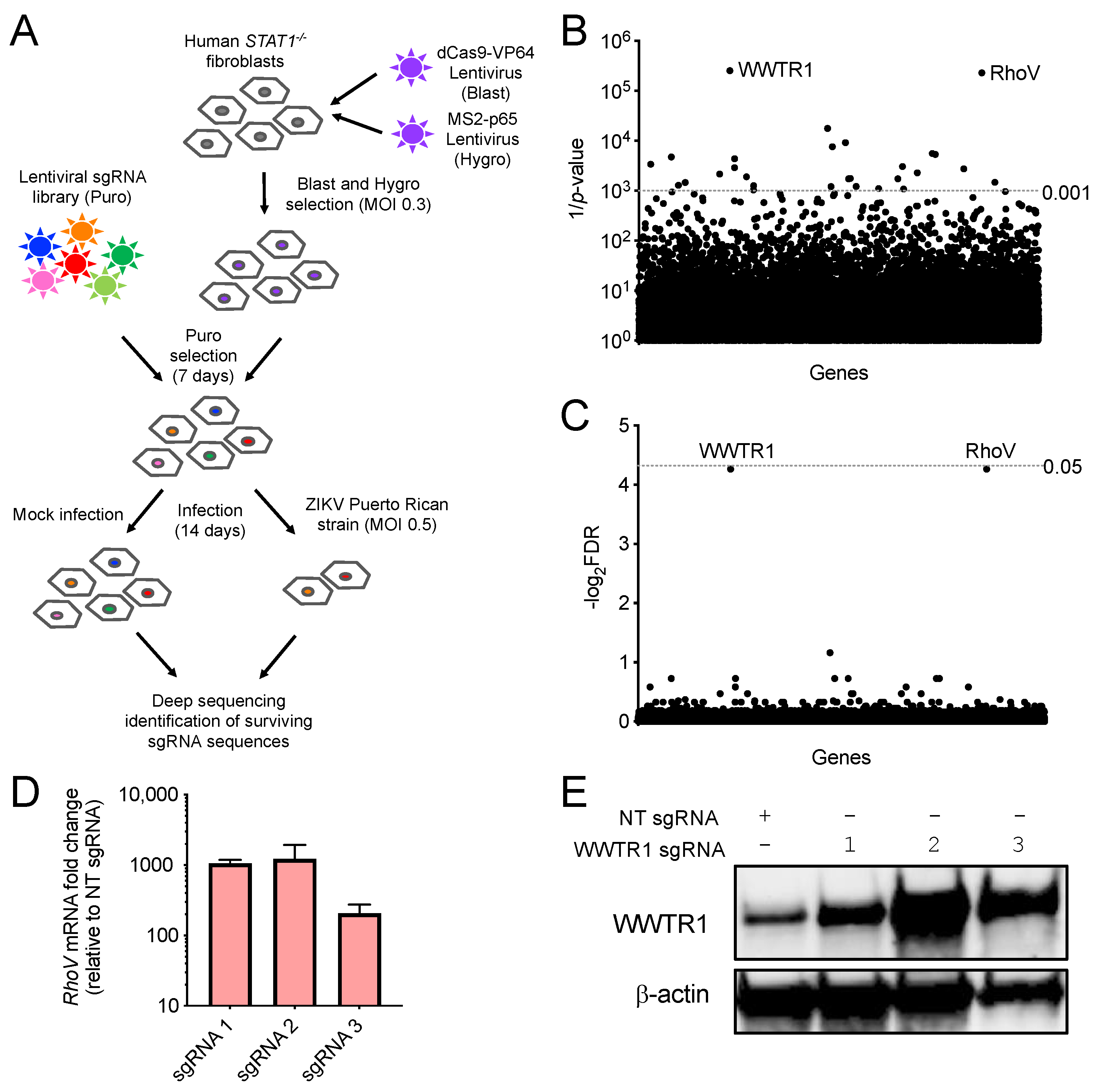 Viruses 13 02113 g001