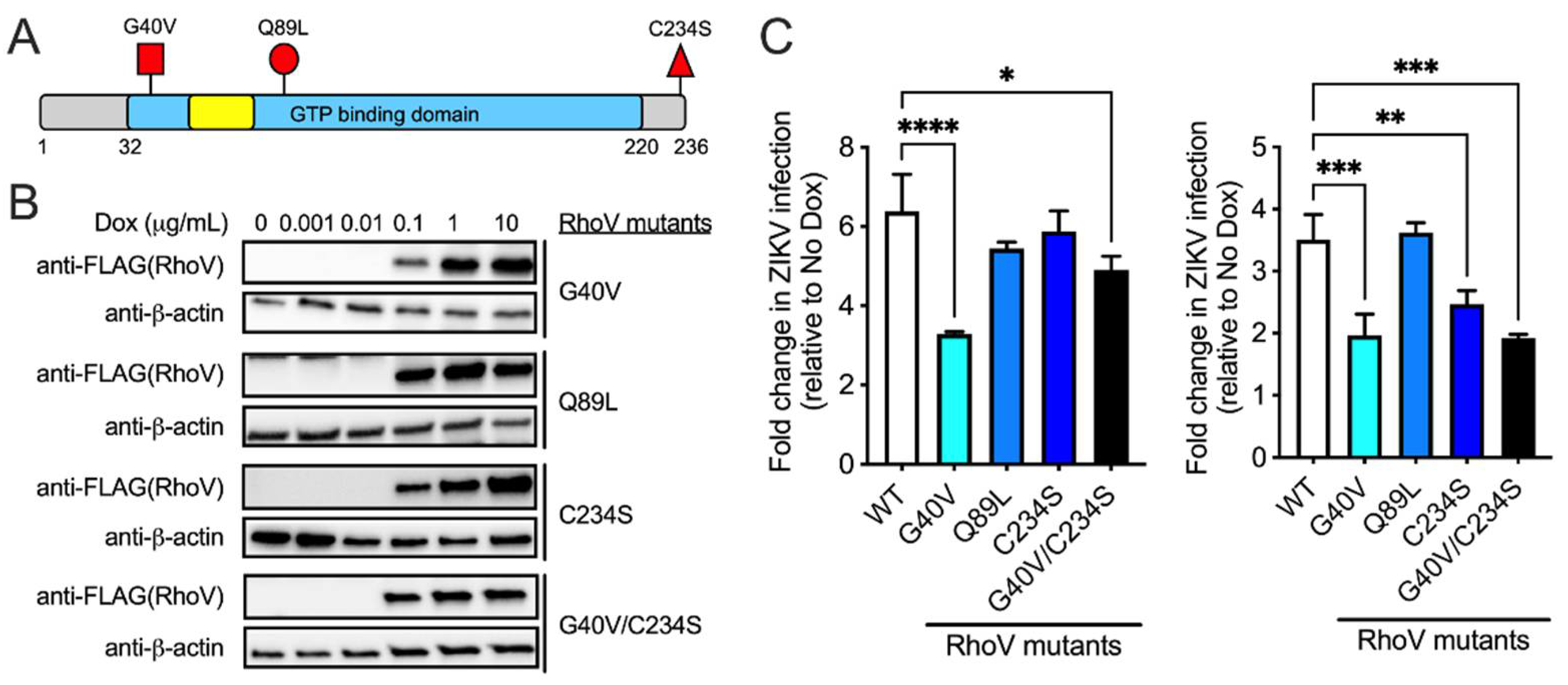 Viruses 13 02113 g005