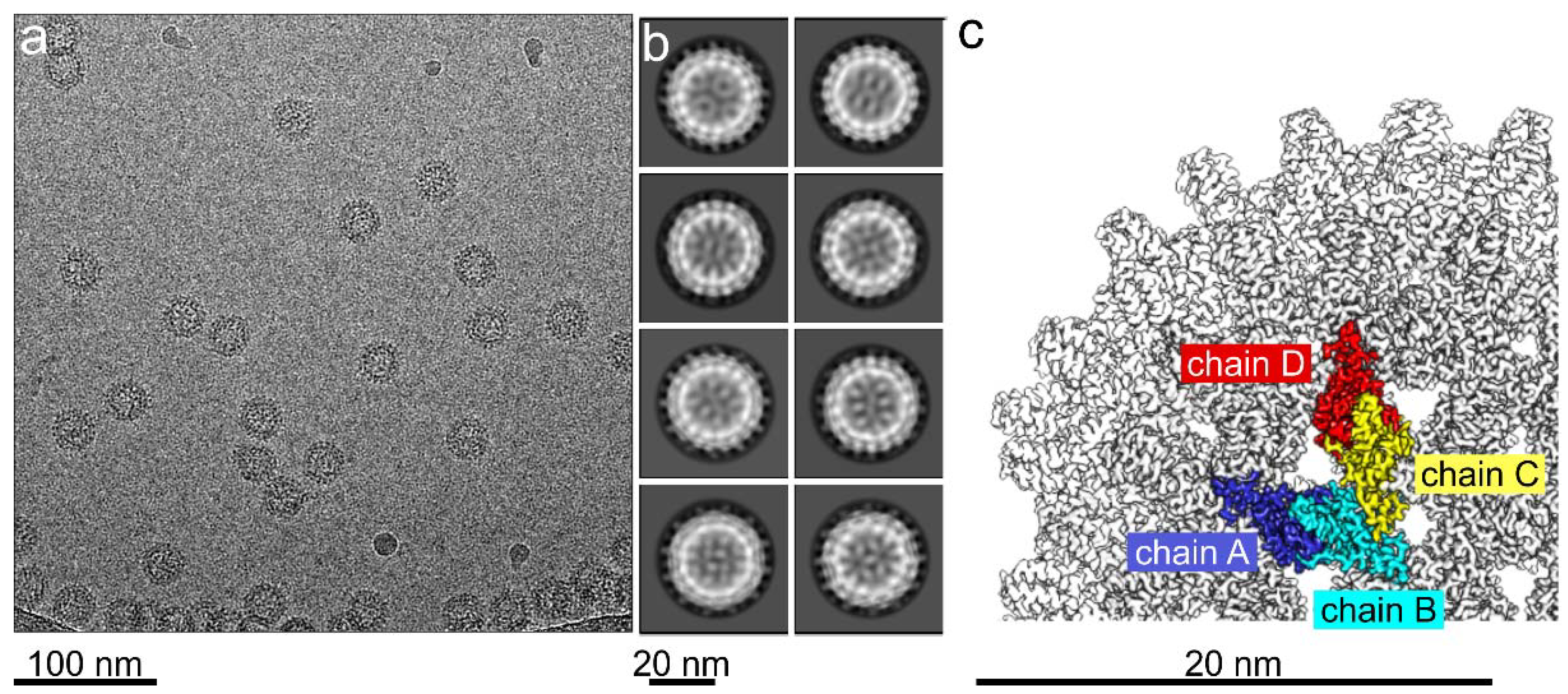 Viruses 13 02115 g002