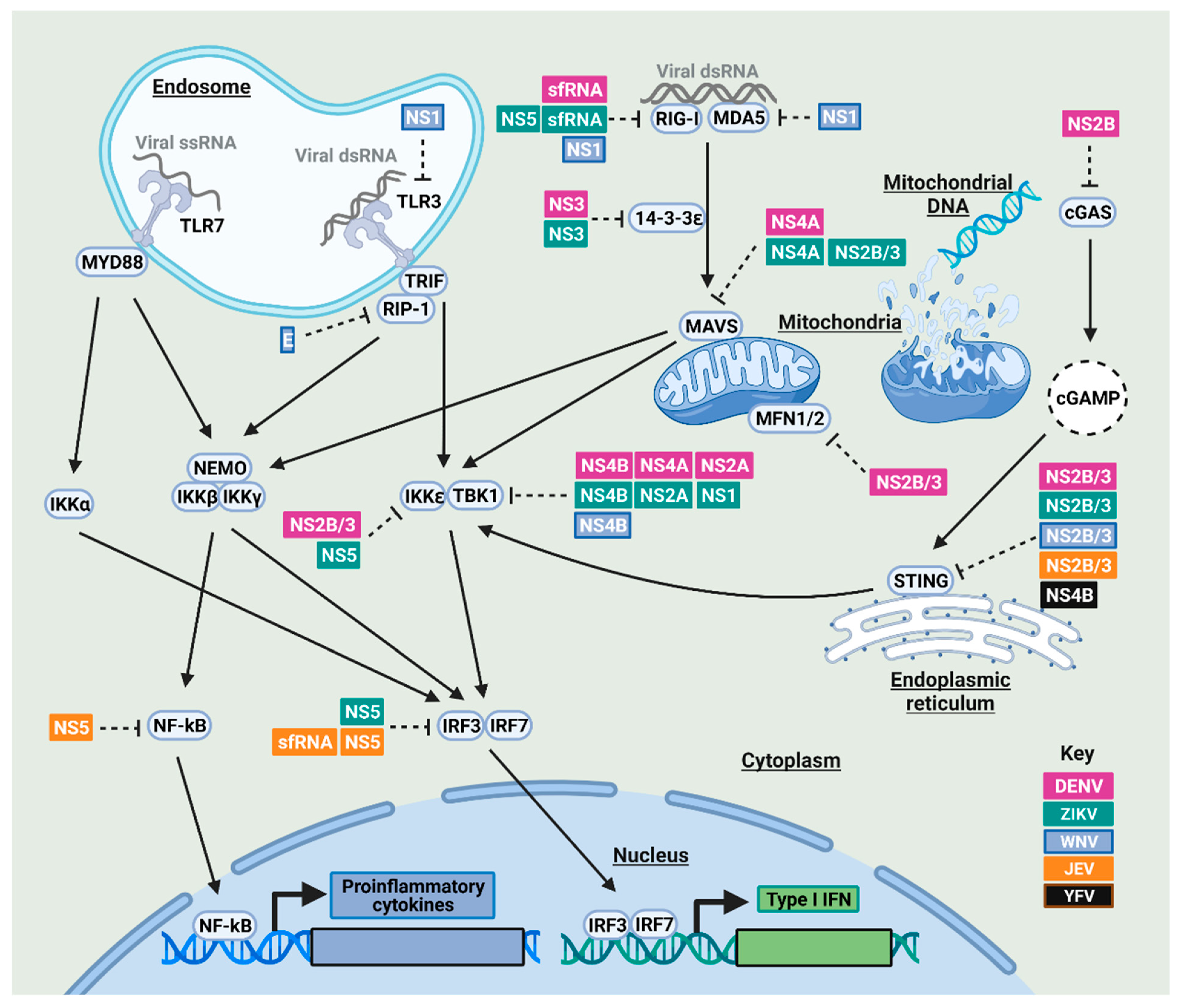 Viruses 13 02116 g001
