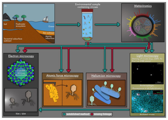 Viruses 13 02126 g001