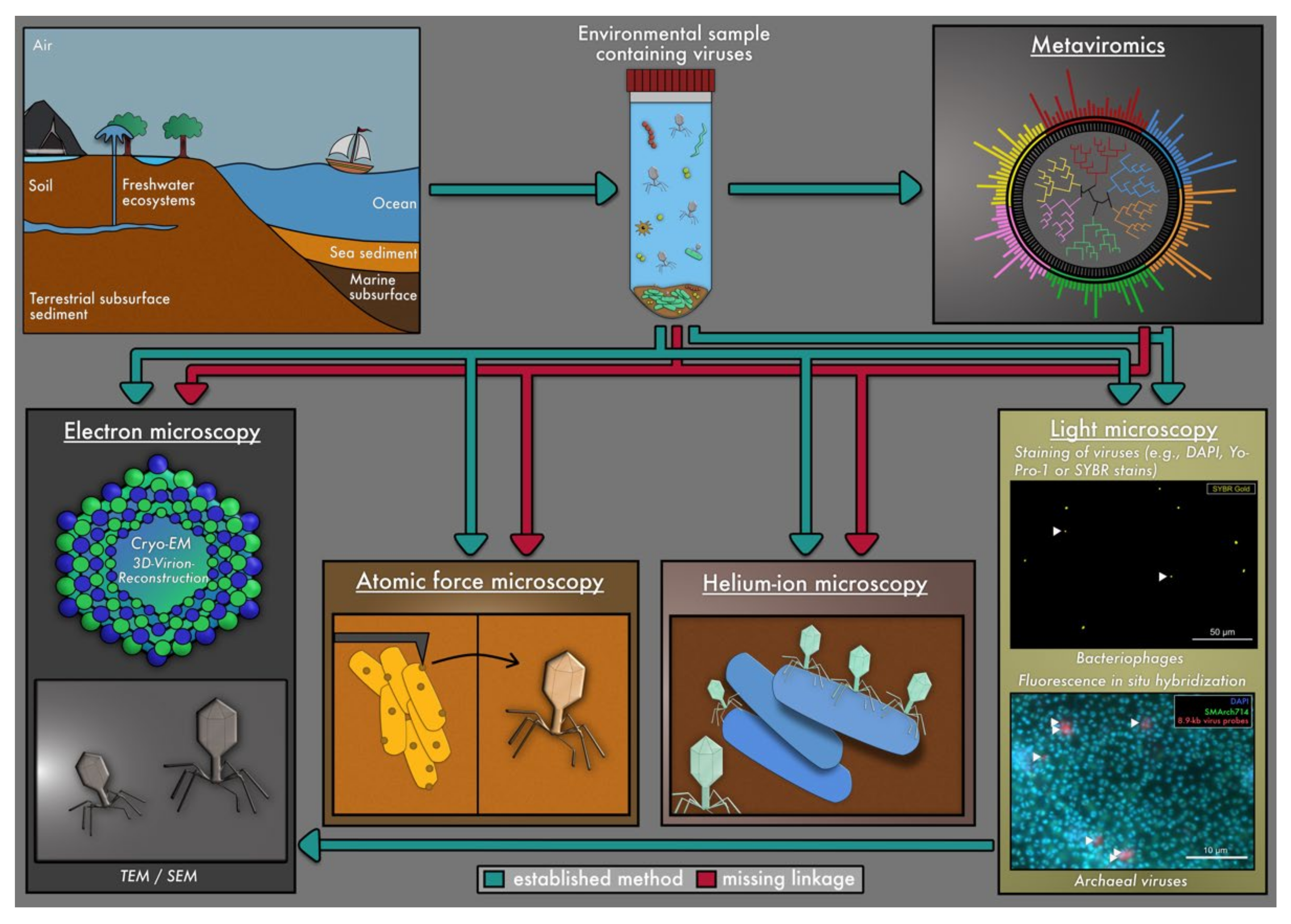 Viruses 13 02126 g001