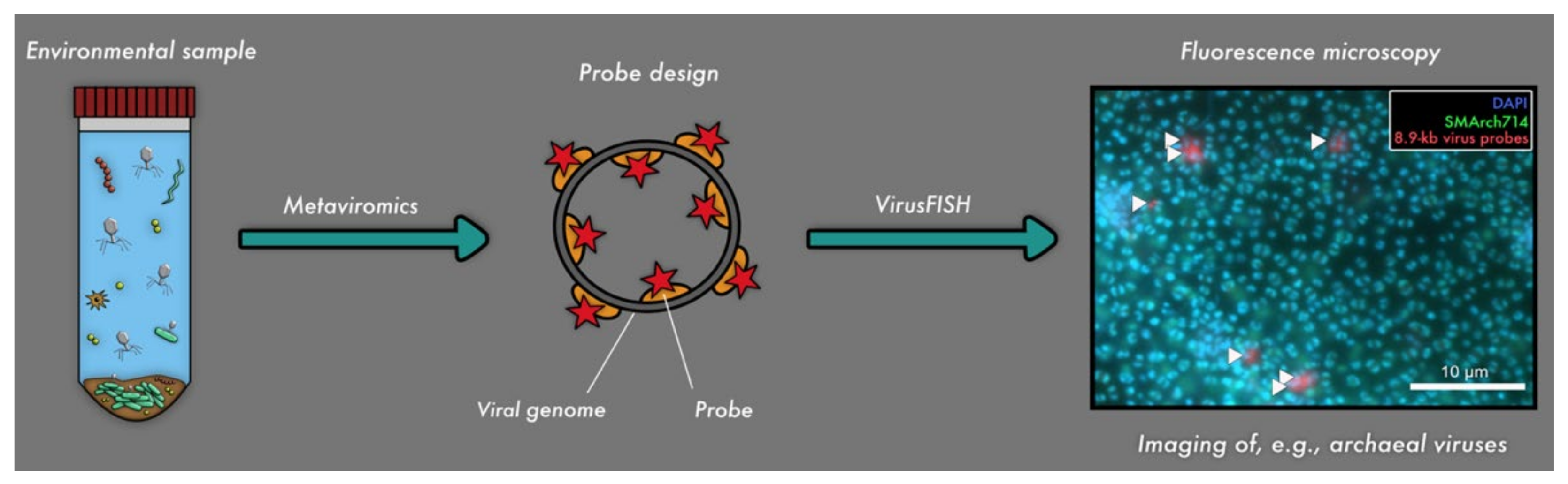 Viruses 13 02126 g002