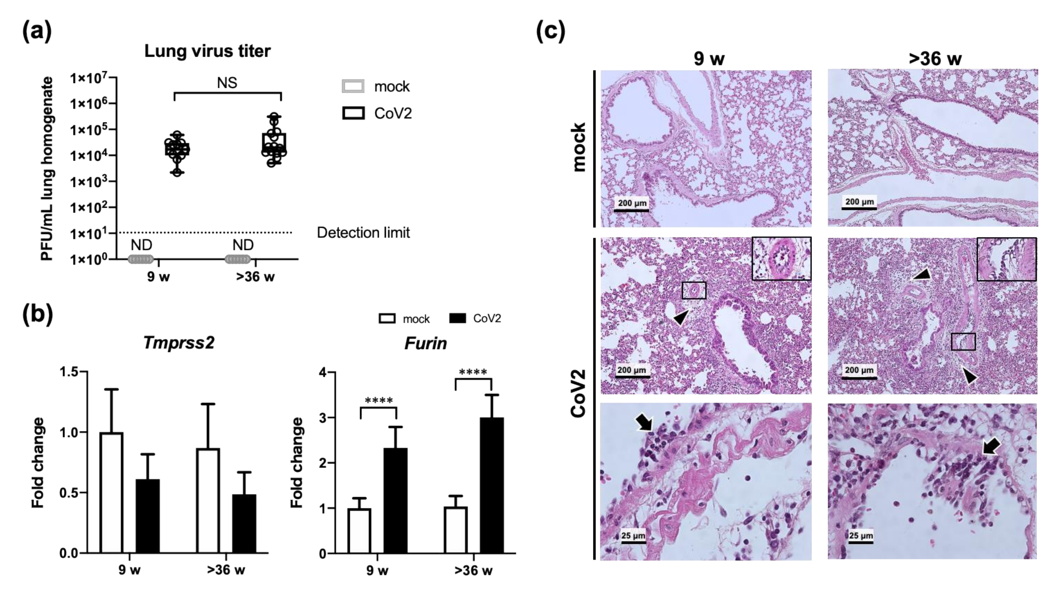 Viruses 13 02137 g002