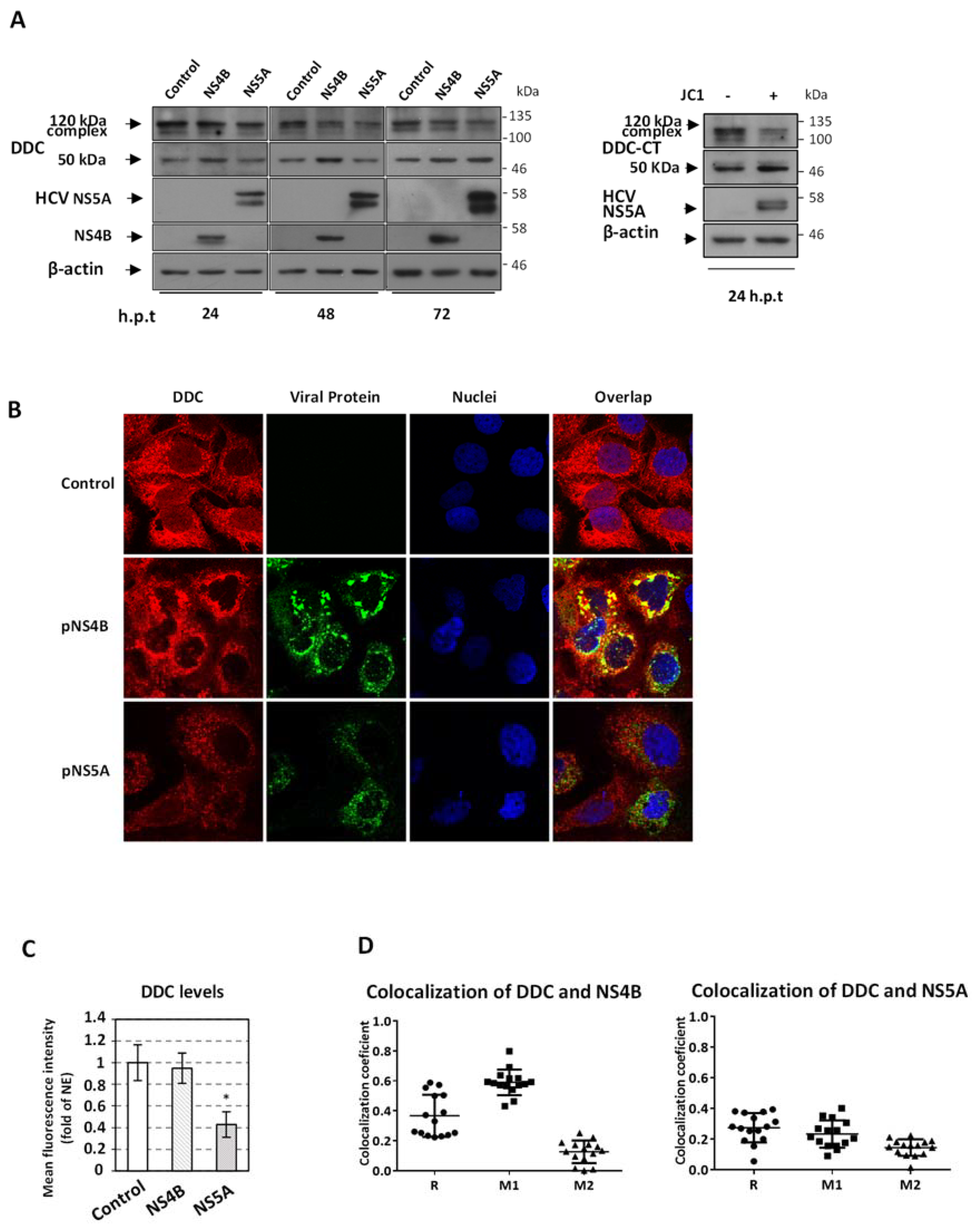 Viruses 13 02139 g008 Viruses 13 02139 g008
