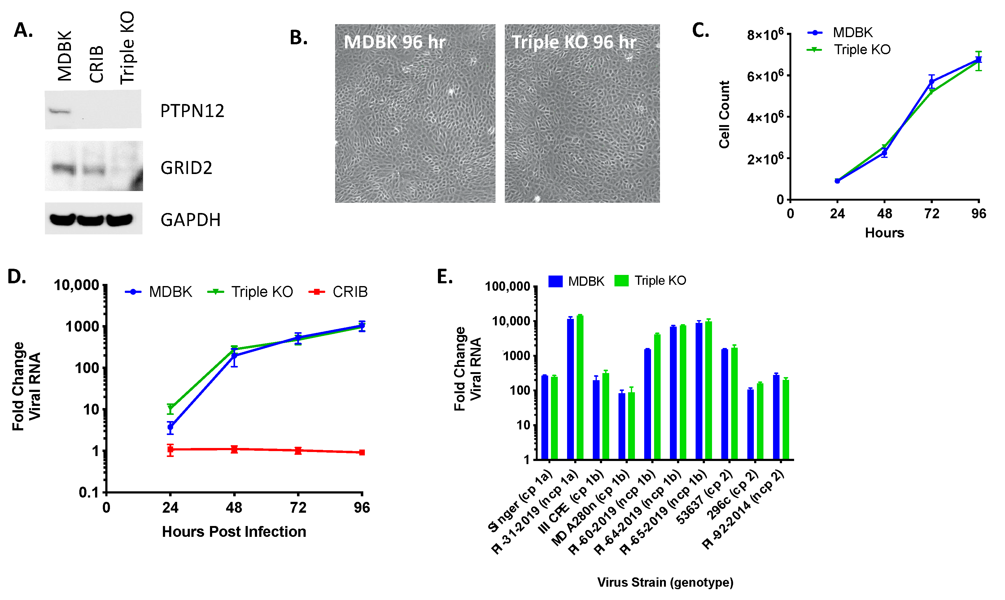 Viruses 13 02147 g005