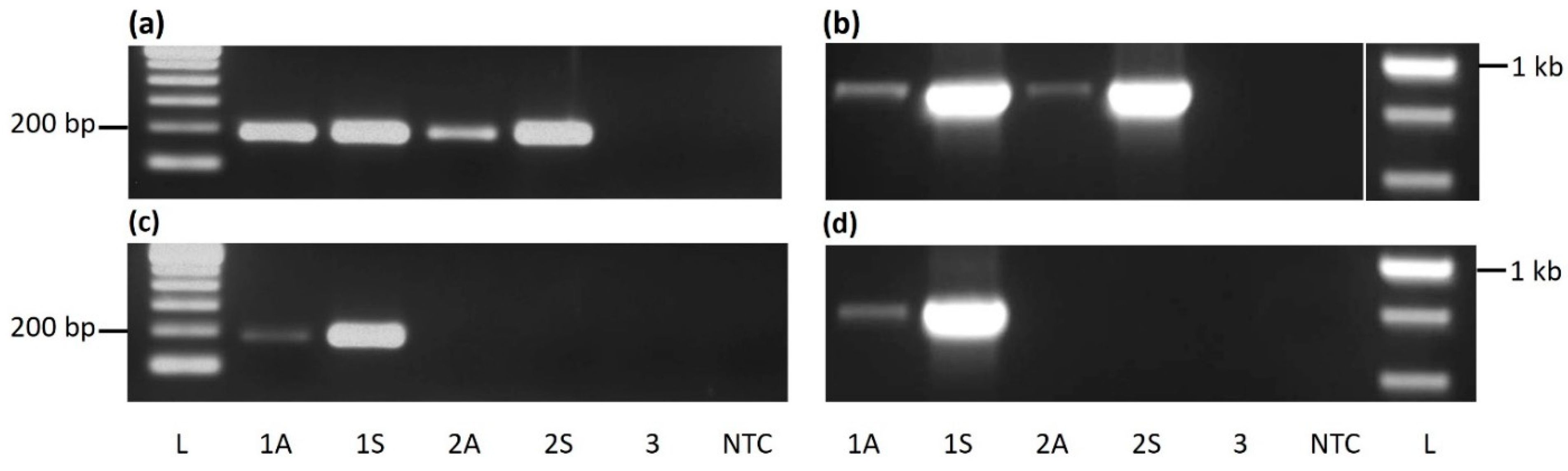 Viruses 13 02152 g001