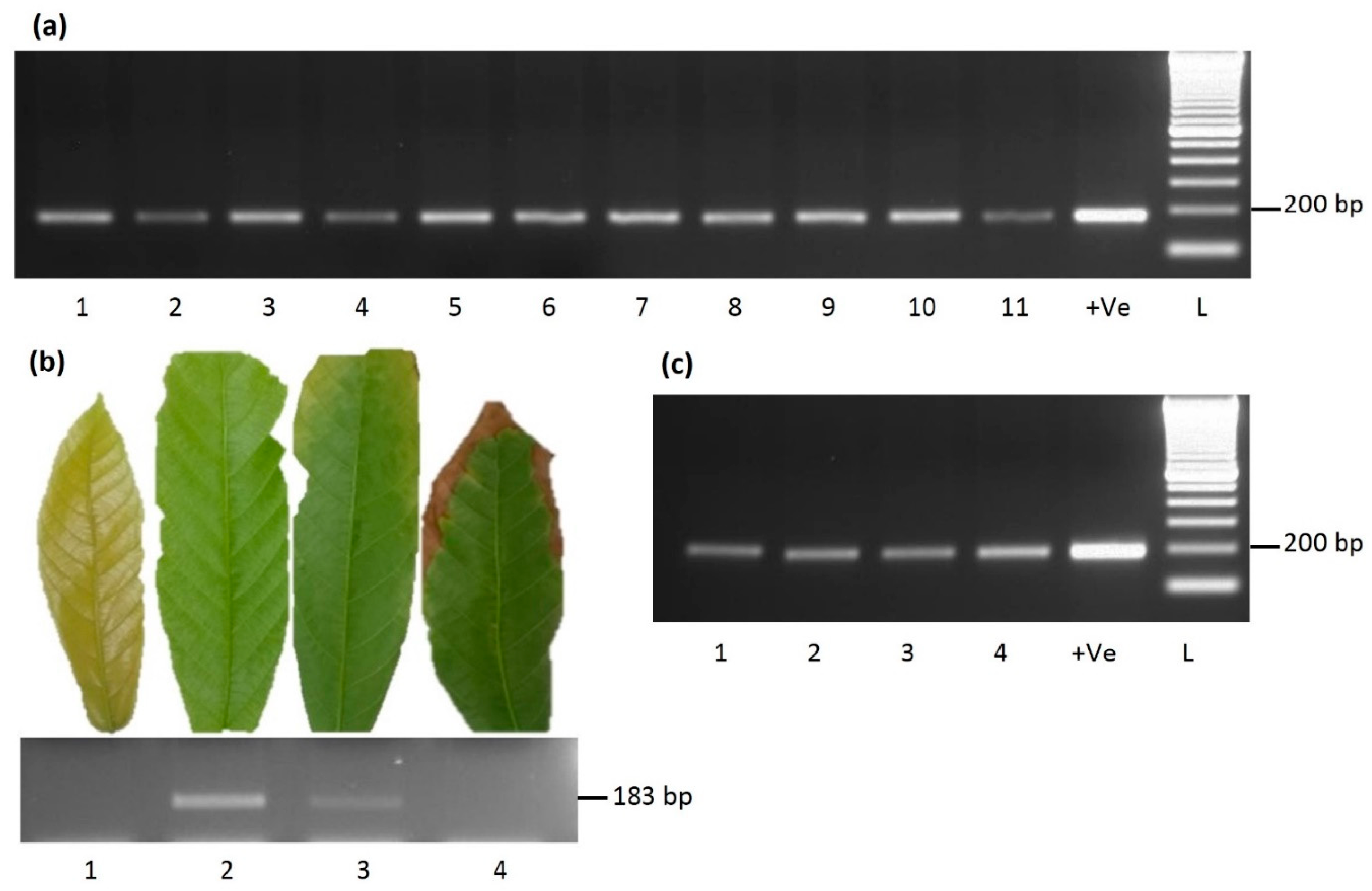 Viruses 13 02152 g003