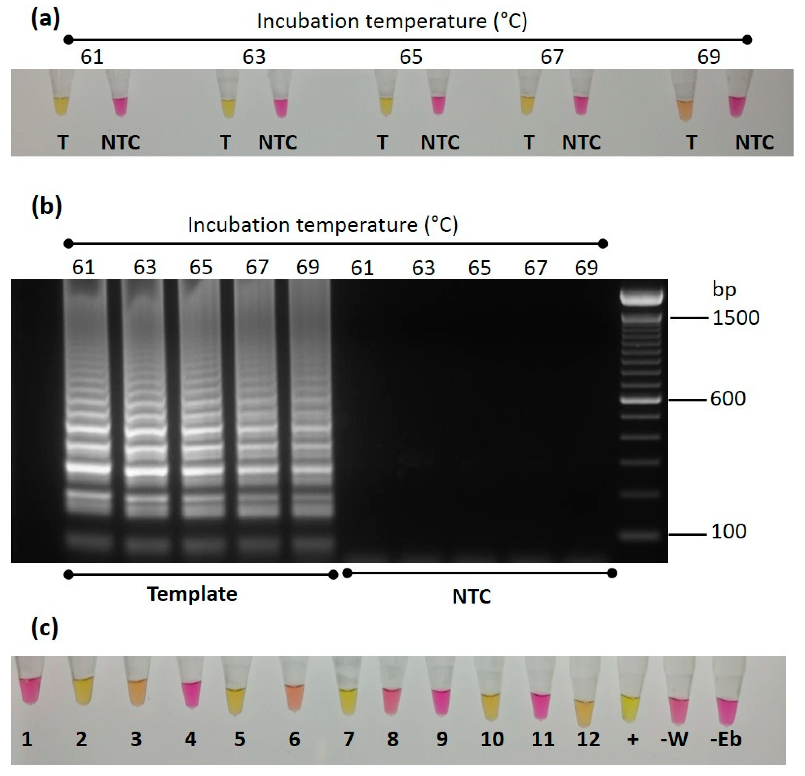 Viruses 13 02152 g005