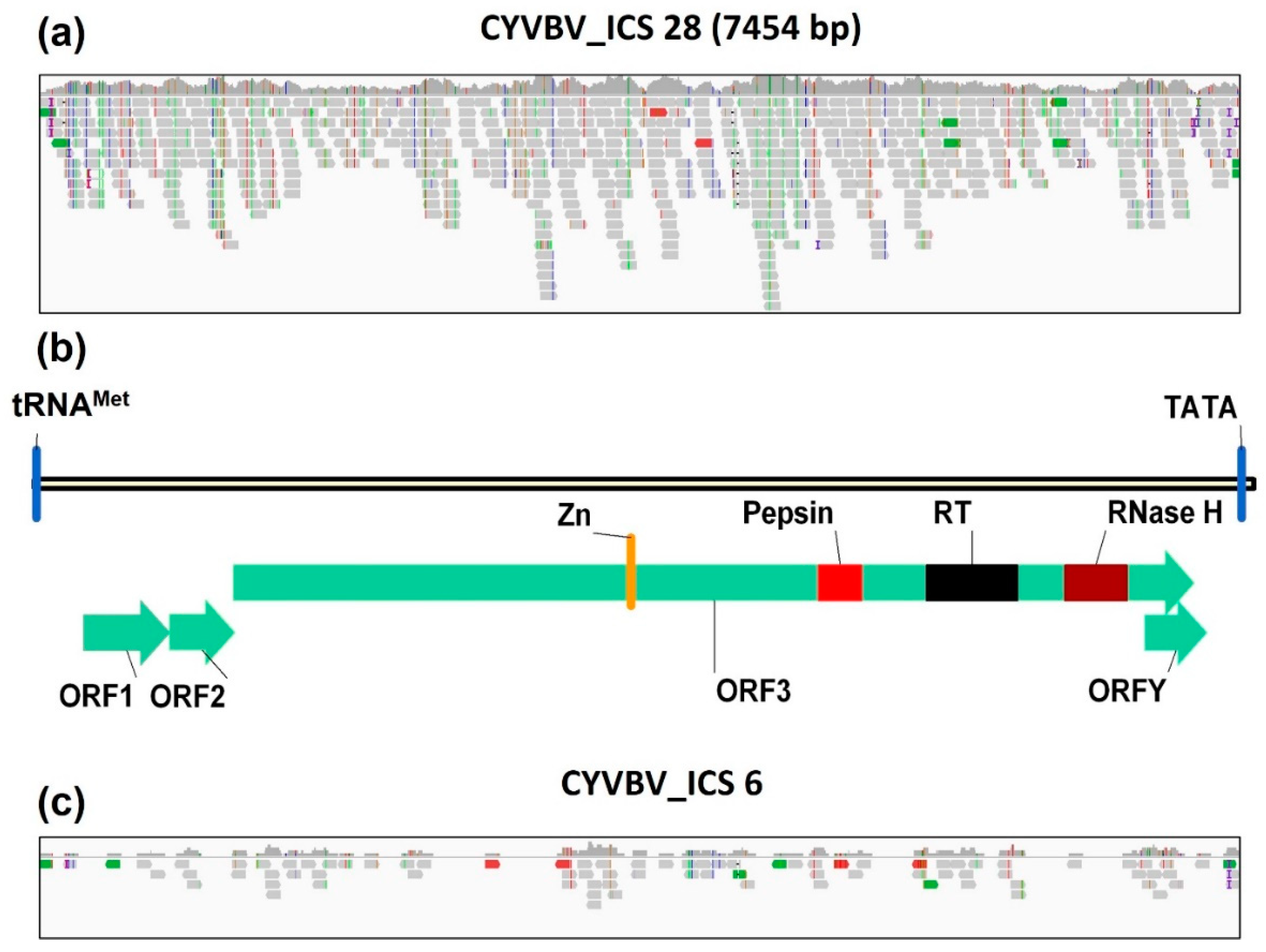 Viruses 13 02152 g006