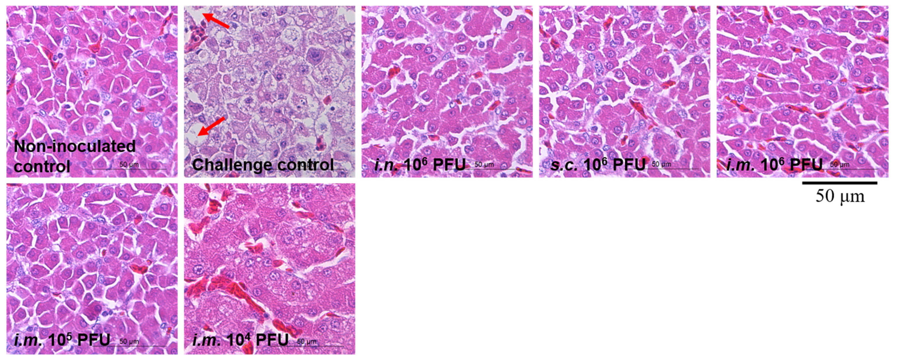 Viruses 13 02153 g005