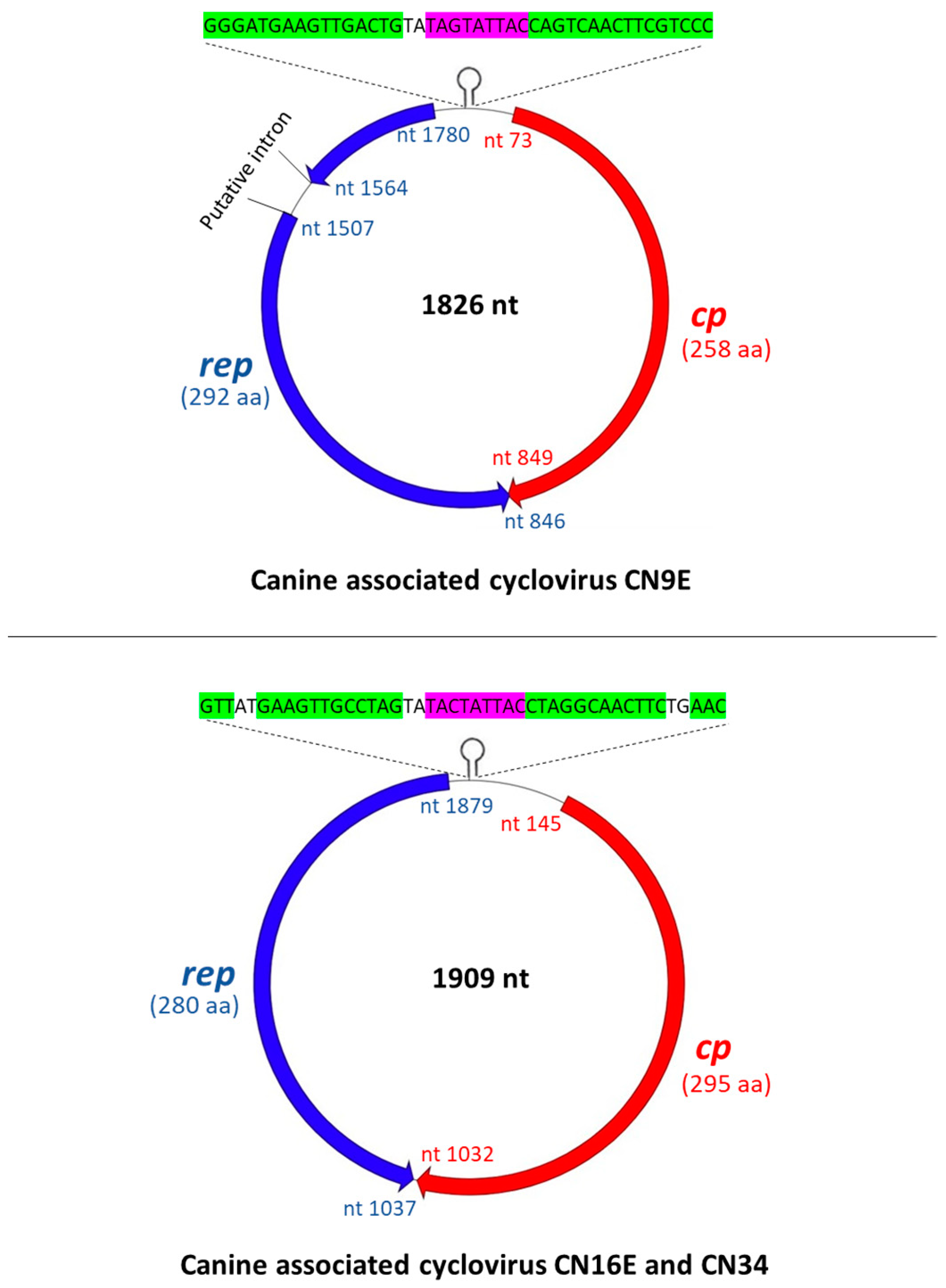 Viruses 13 02155 g001