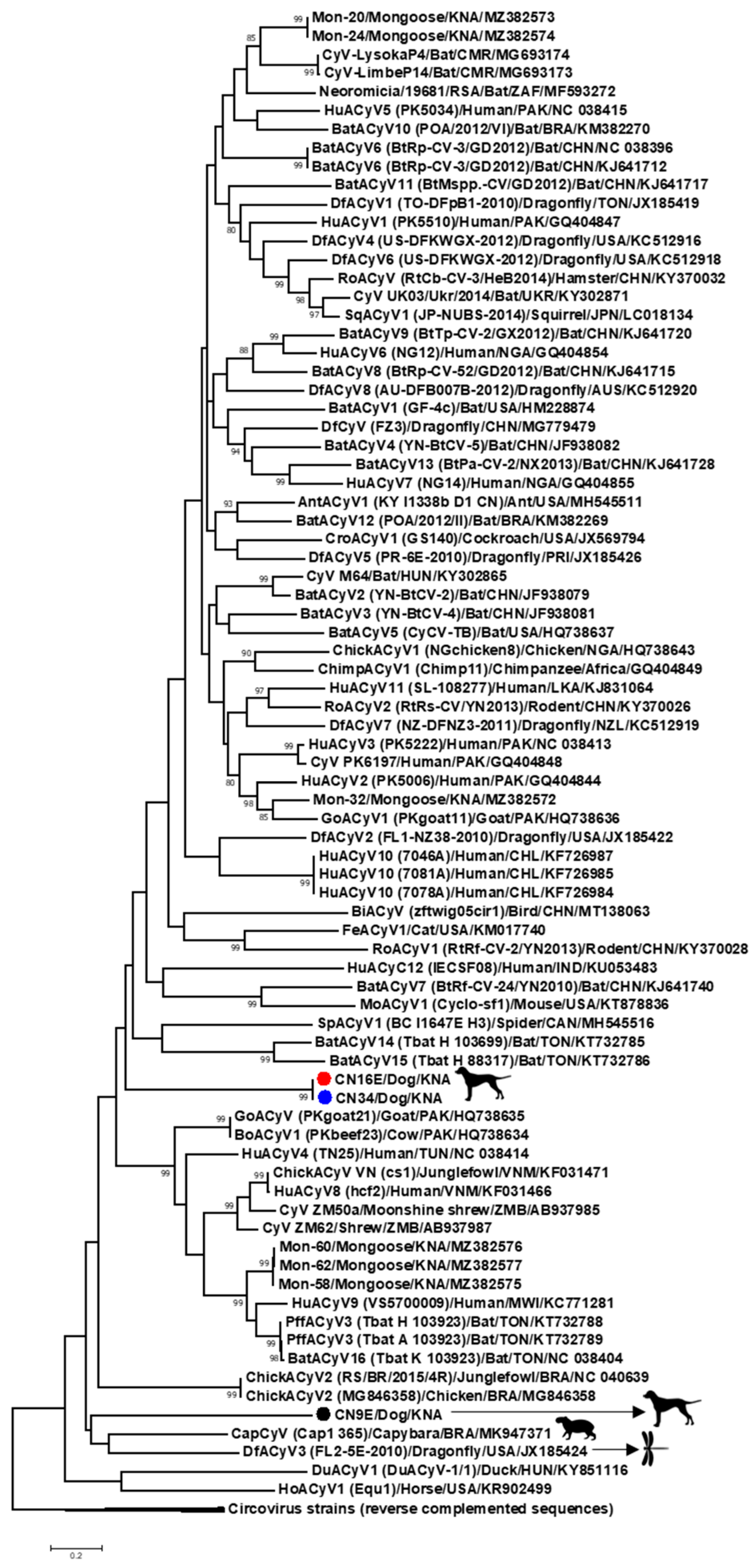 Viruses 13 02155 g003