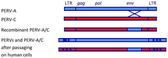 Viruses 13 02156 g001