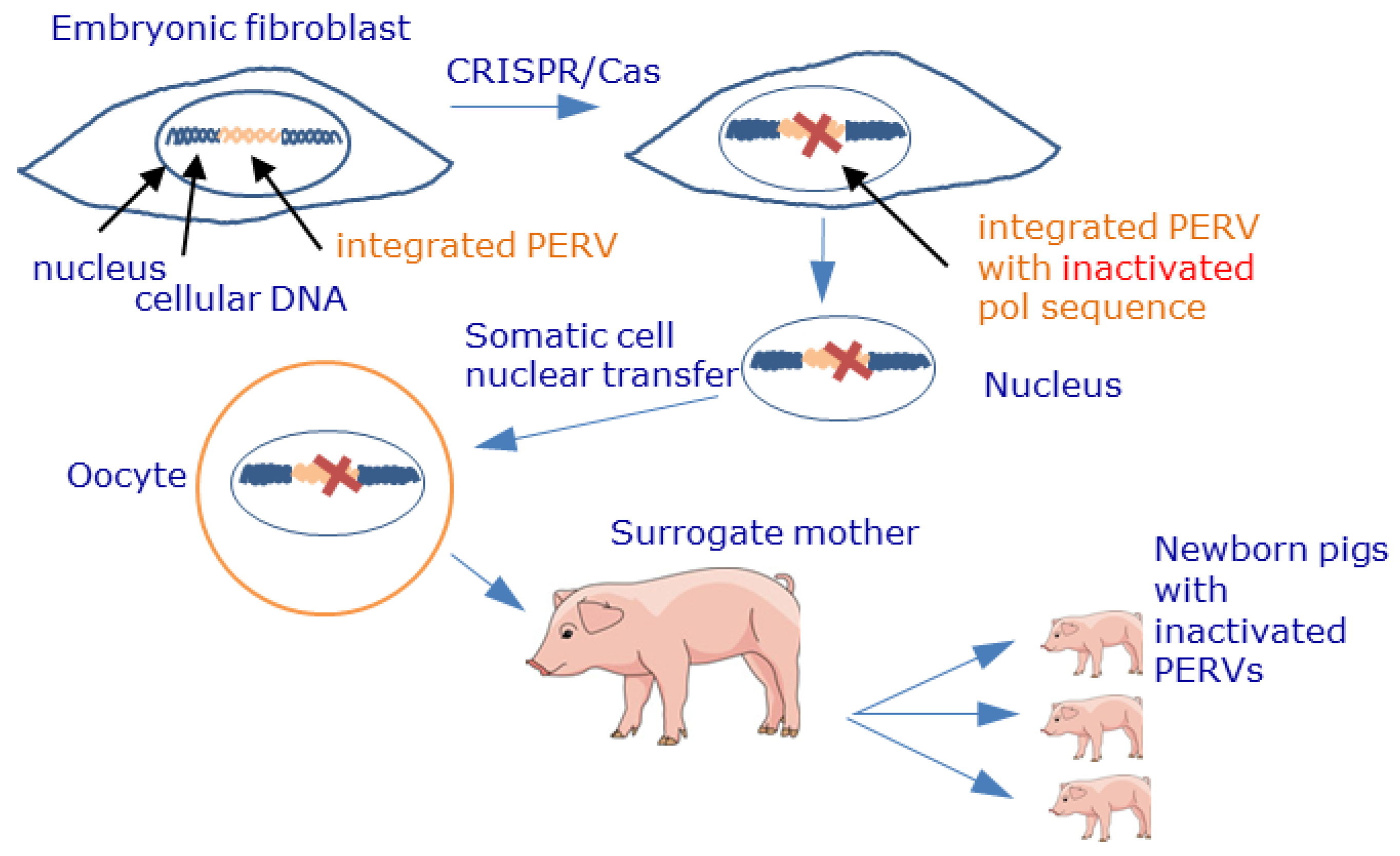 Viruses 13 02156 g004