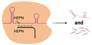 Viruses 13 02157 i003 Viruses 13 02157 i003