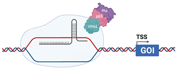 Viruses 13 02157 i004 Viruses 13 02157 i004